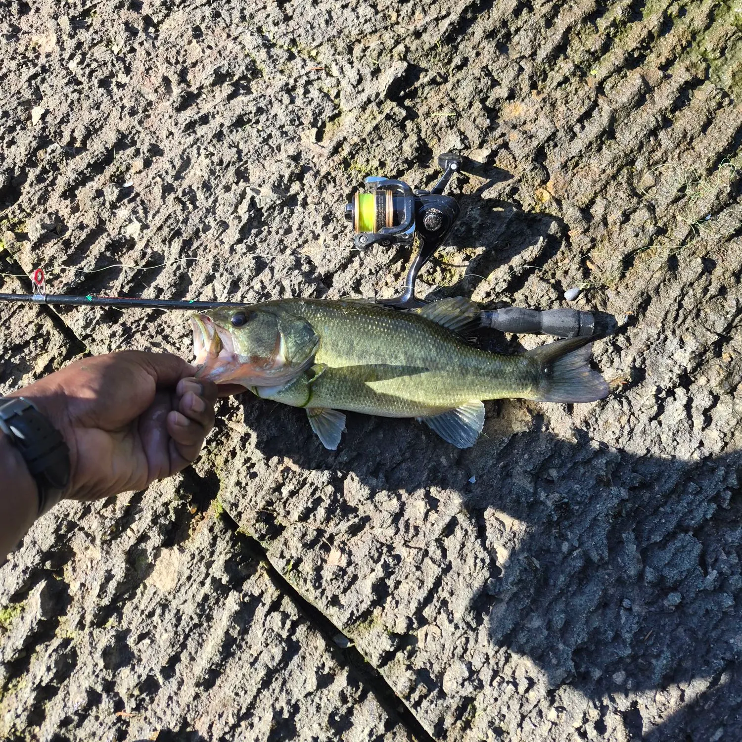 Largemouth bass caught on Fishbrain
