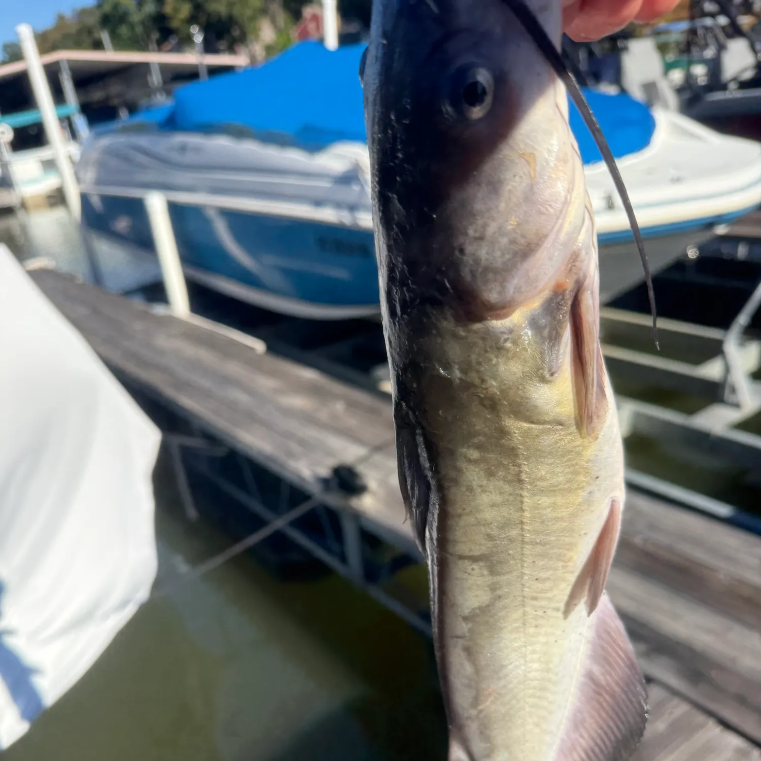 Channel catfish caught on Fishbrain