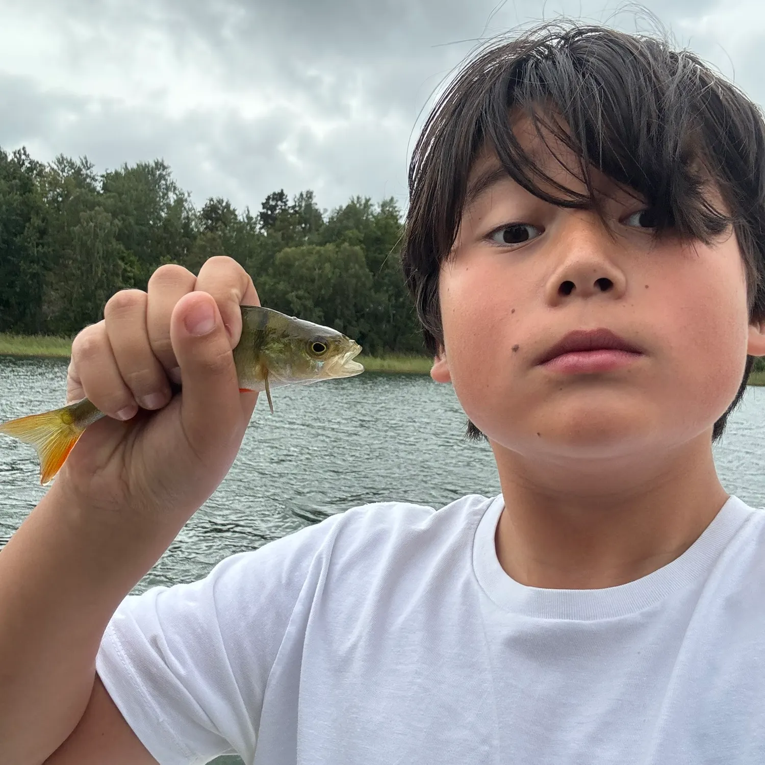 European perch caught on Fishbrain