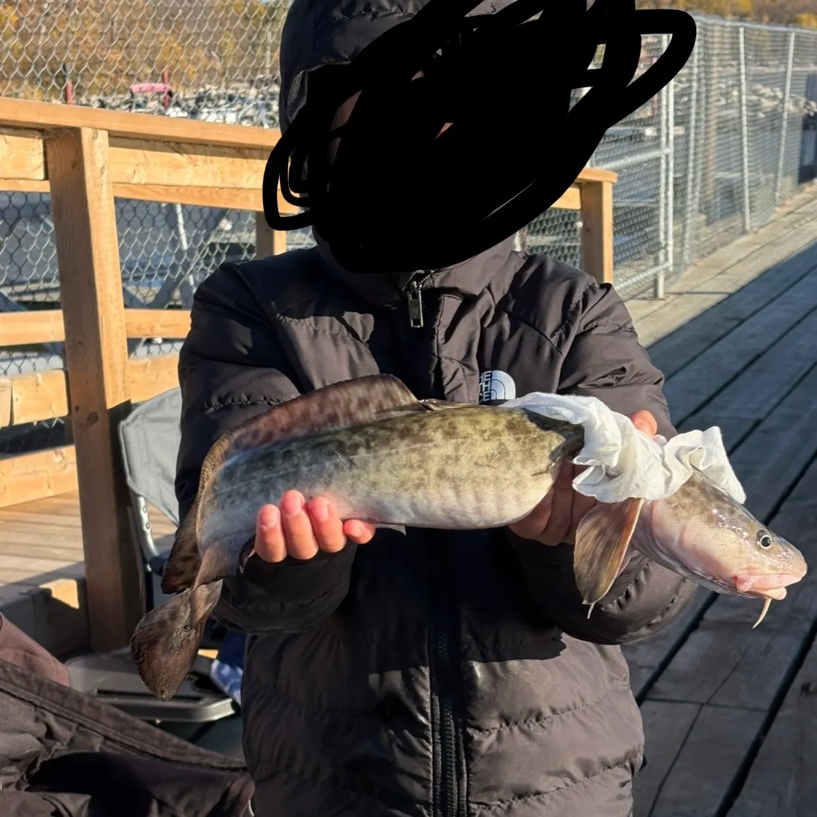 Burbot caught on Fishbrain