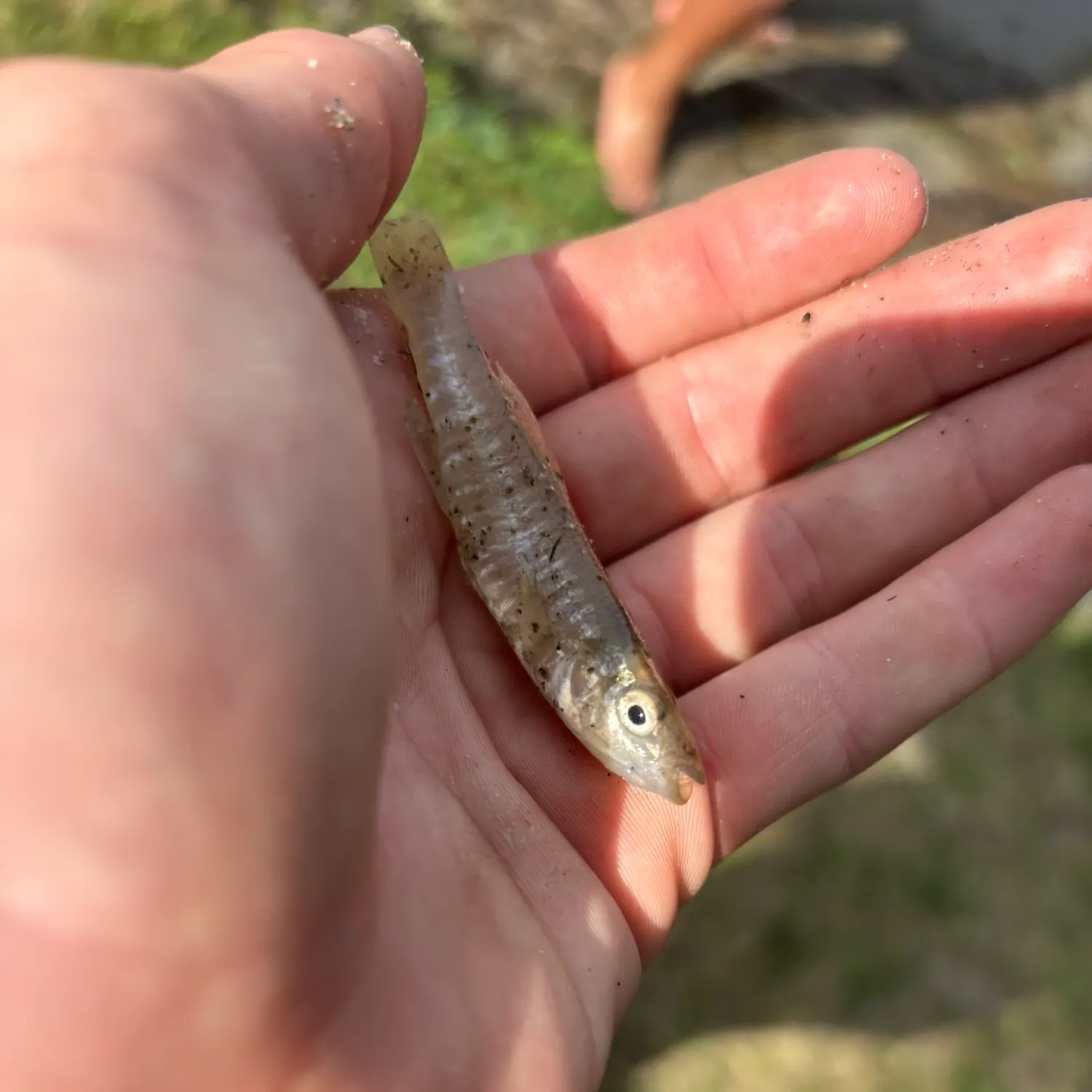 Creek chub caught on Fishbrain