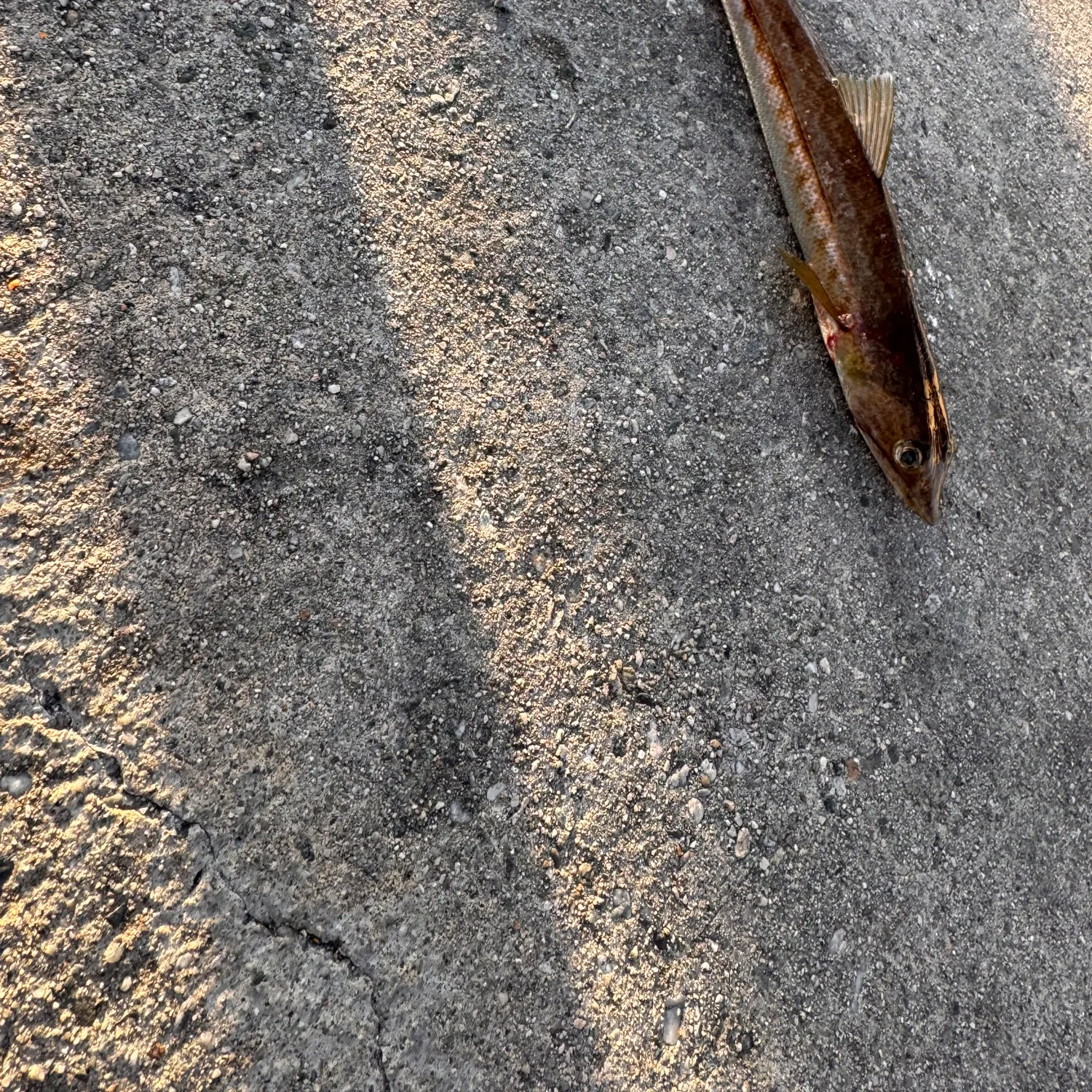 The most recent California lizardfish catches on Fishbrain