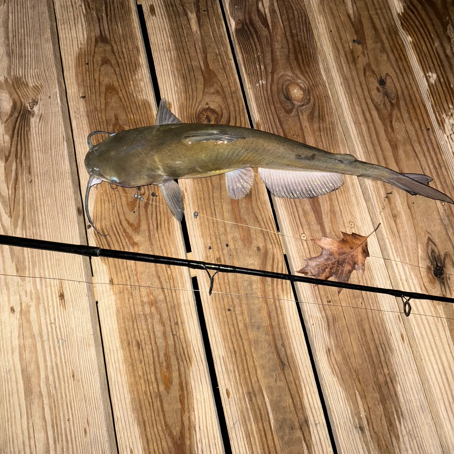 recently logged catches