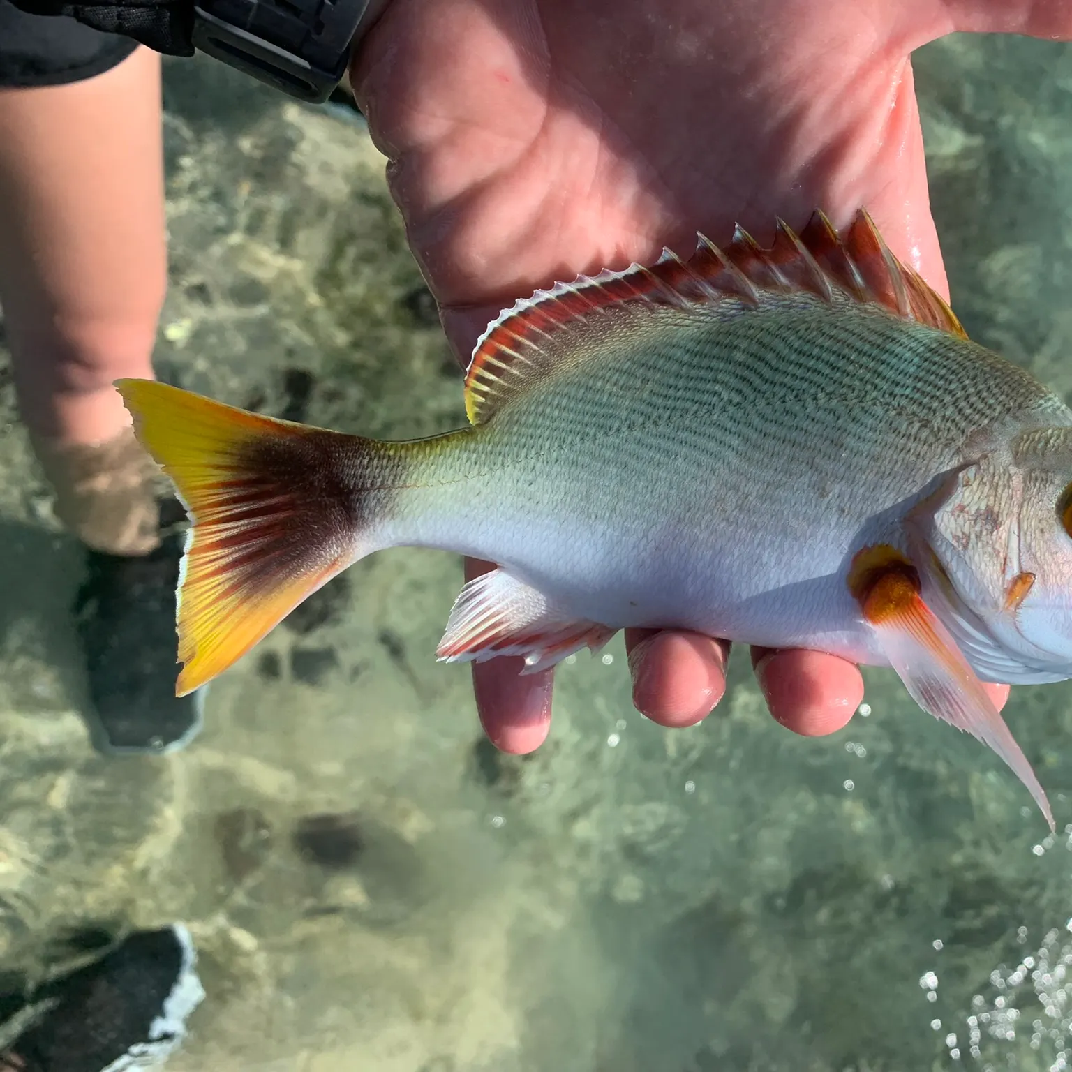 The most popular recent Humpback red snapper catch on Fishbrain