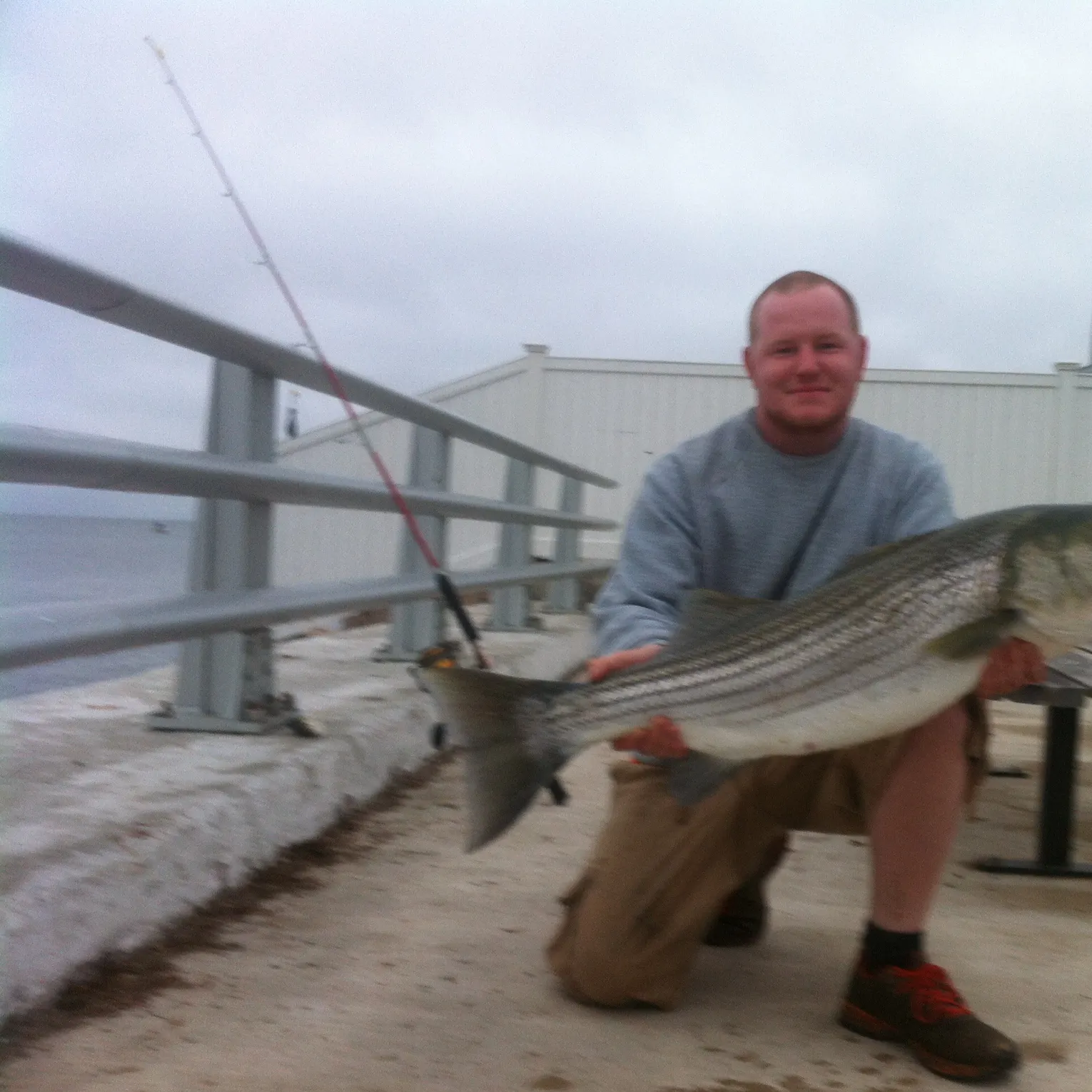 The most recent Striped bass catches on Fishbrain