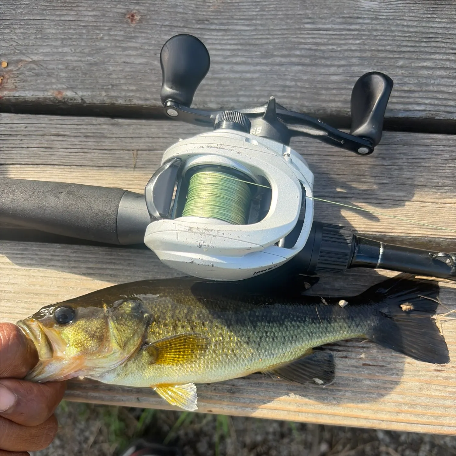 Largemouth bass caught on Fishbrain