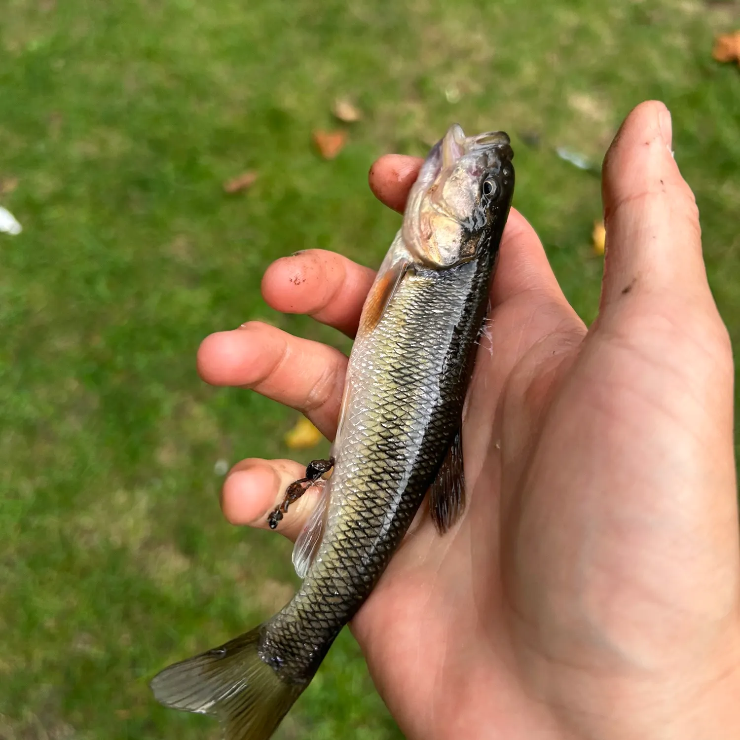 Creek chub caught on Fishbrain