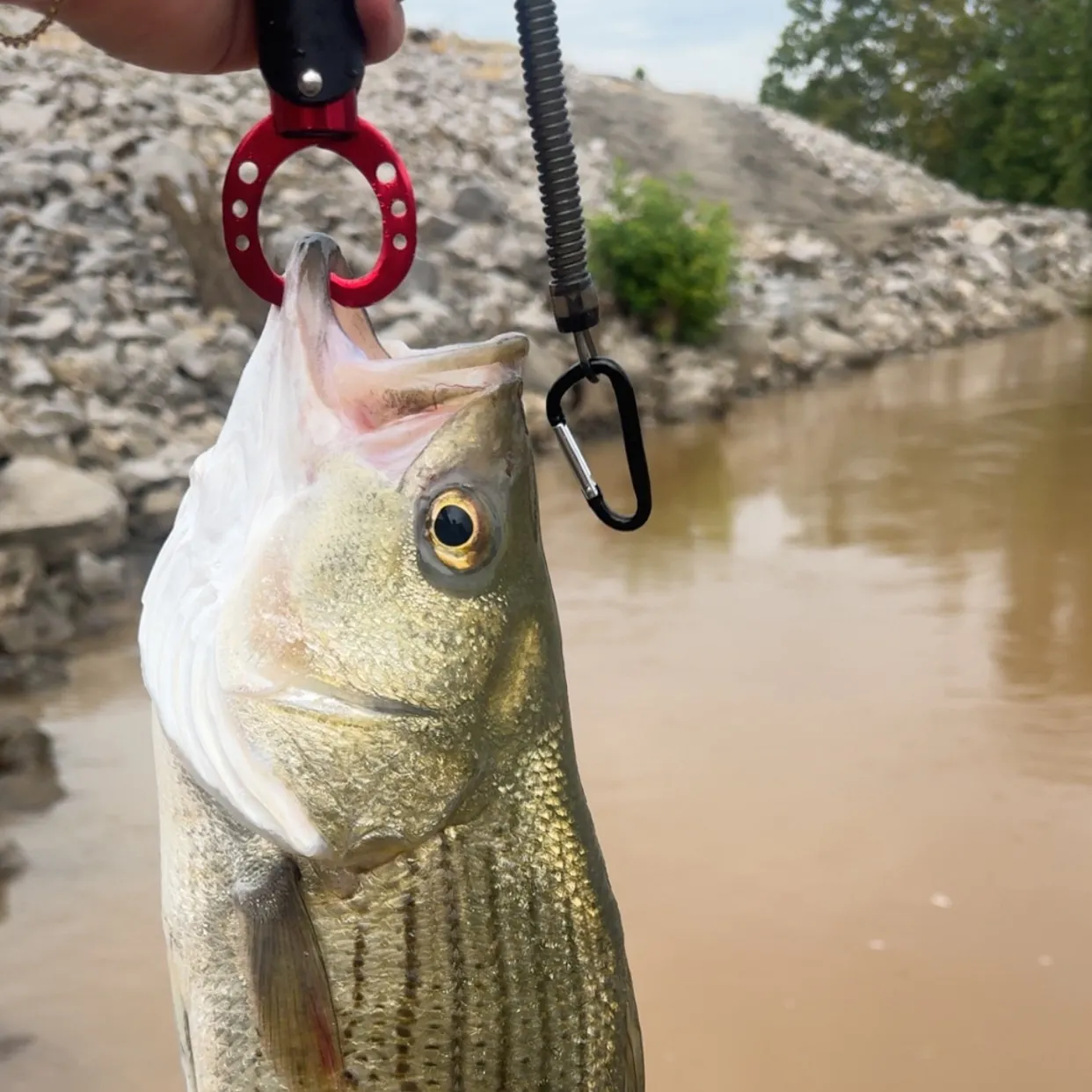 Wiper caught on Fishbrain