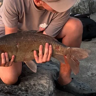 The most recent Smallmouth x black buffalo catches on Fishbrain