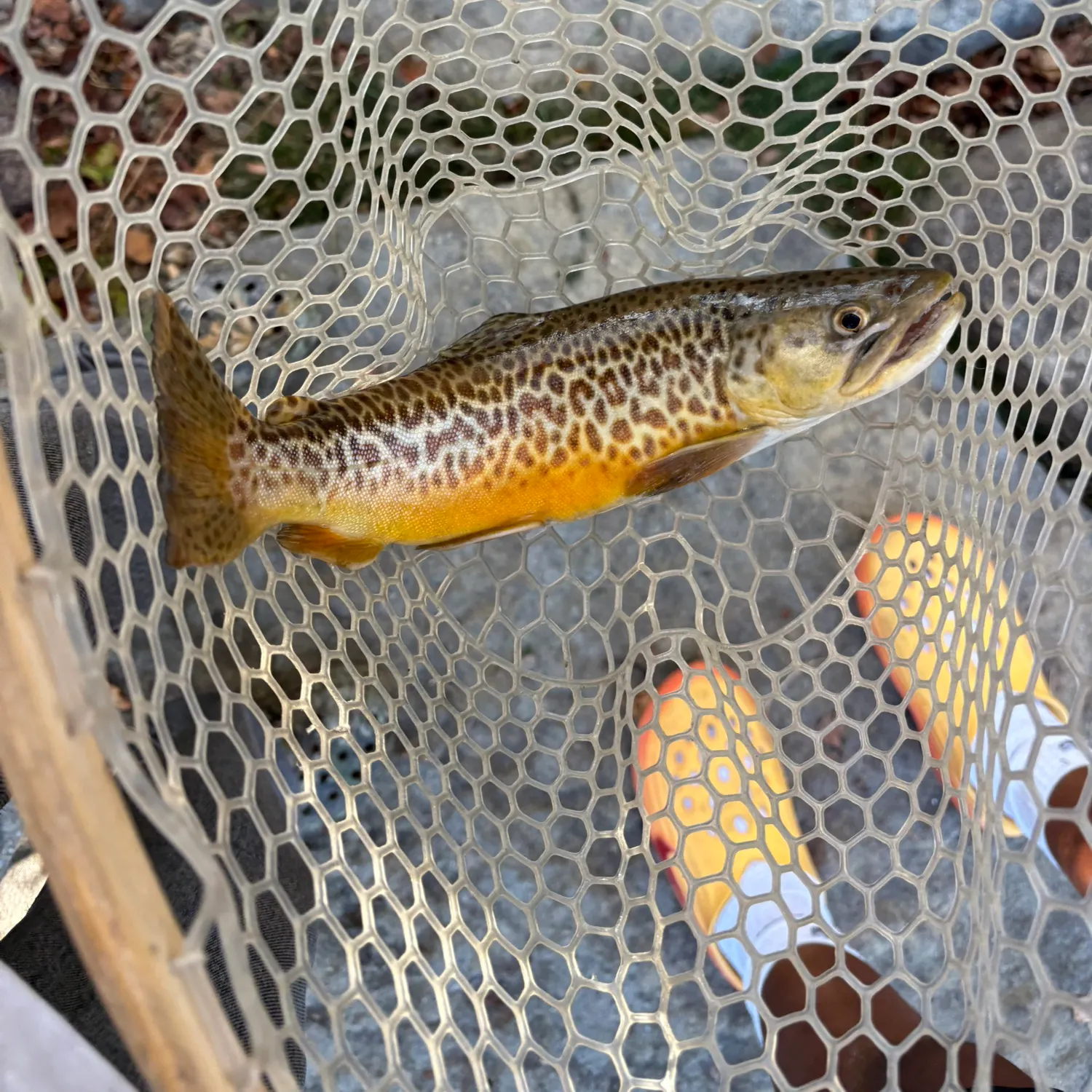 Tiger trout caught on Fishbrain