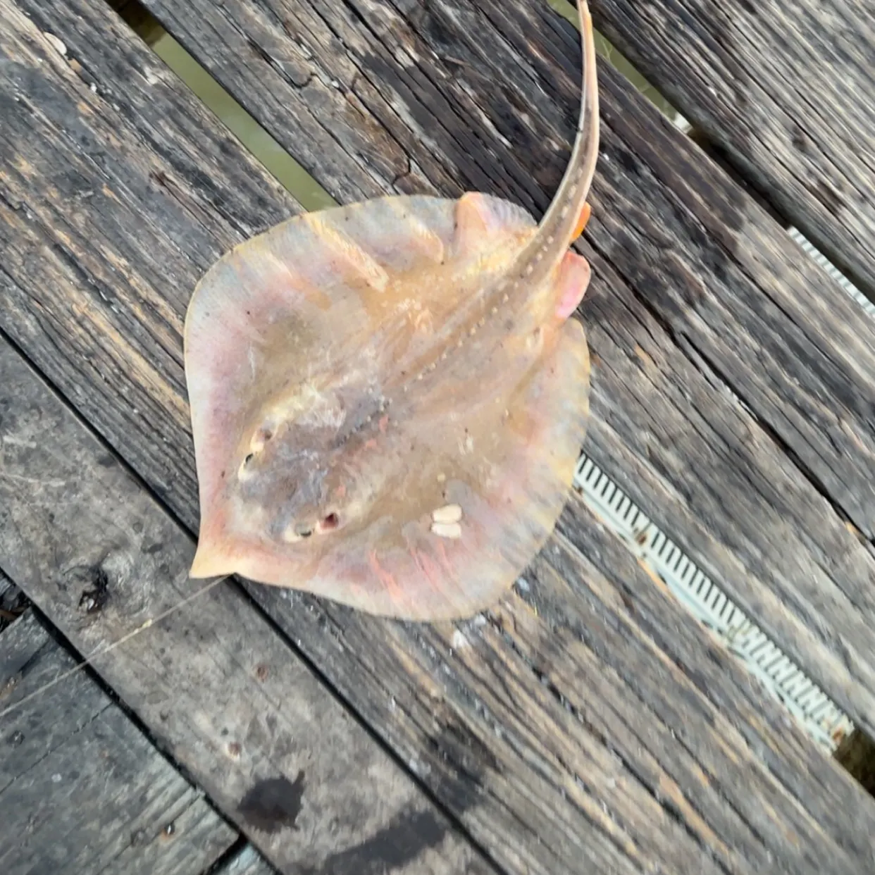 Atlantic stingray caught on Fishbrain