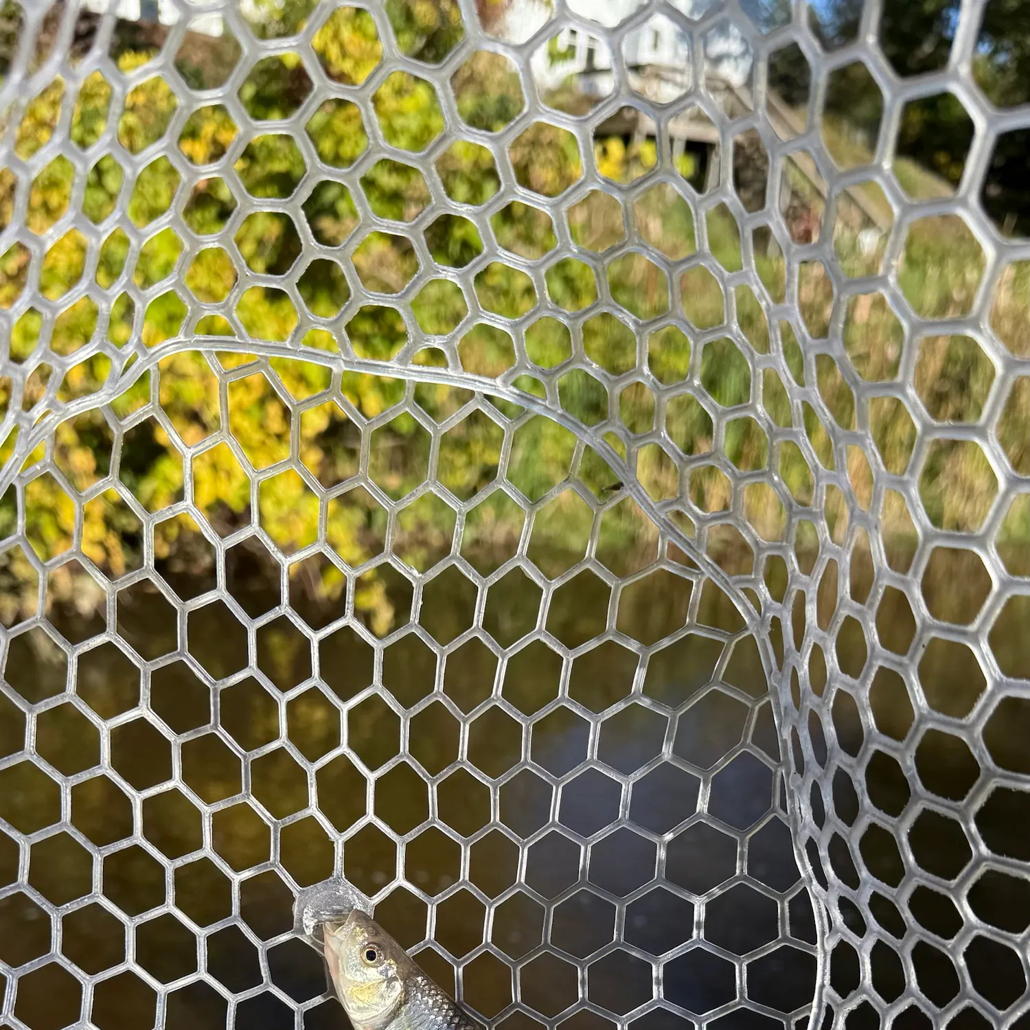 Common shiner caught on Fishbrain