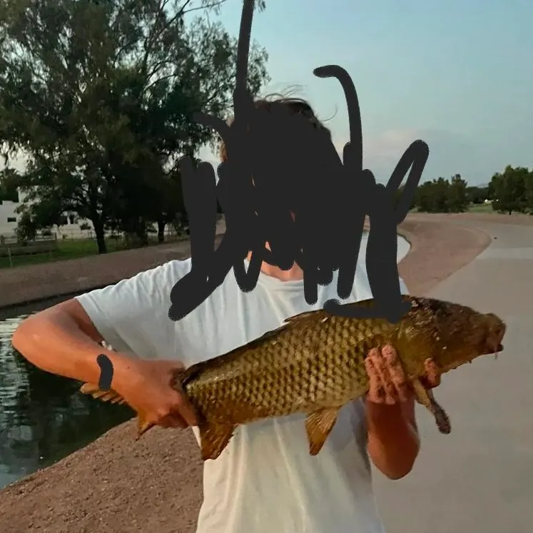 Common carp caught on Fishbrain