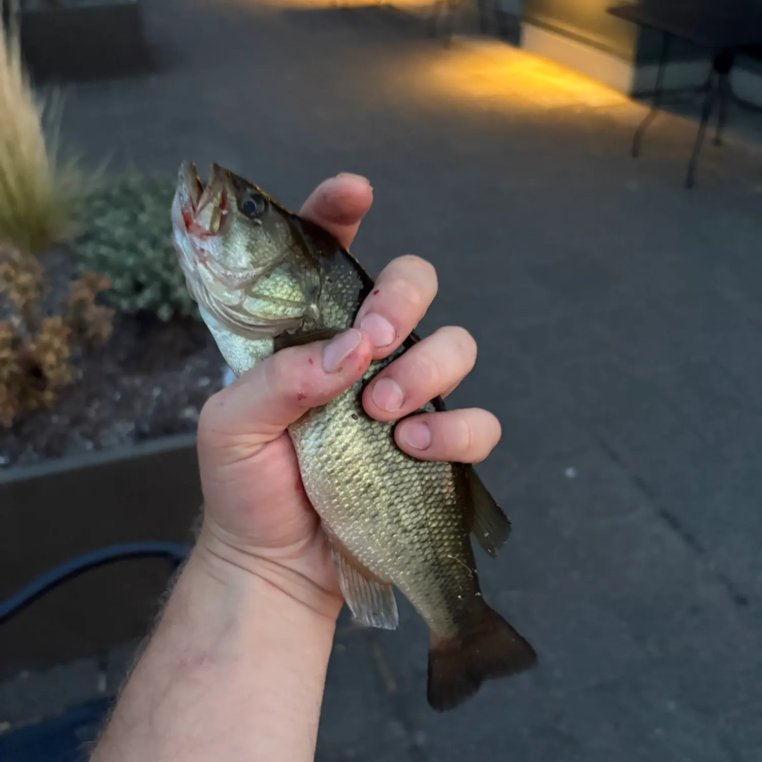 catch