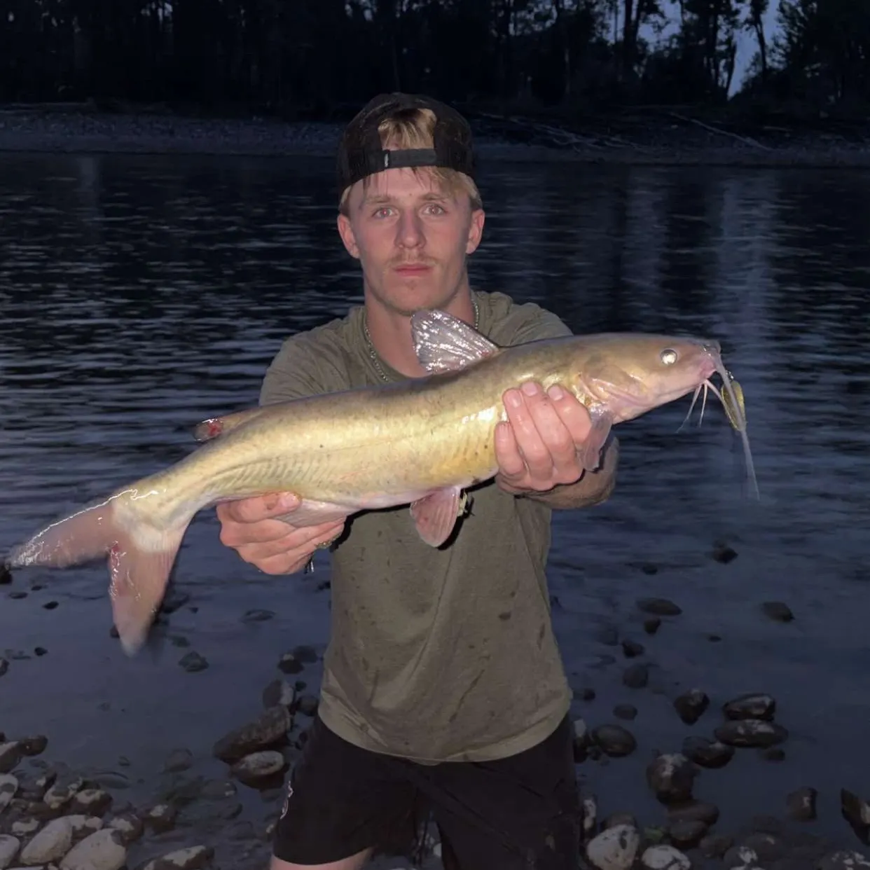 The most recent Great hammerhead shark catches on Fishbrain
