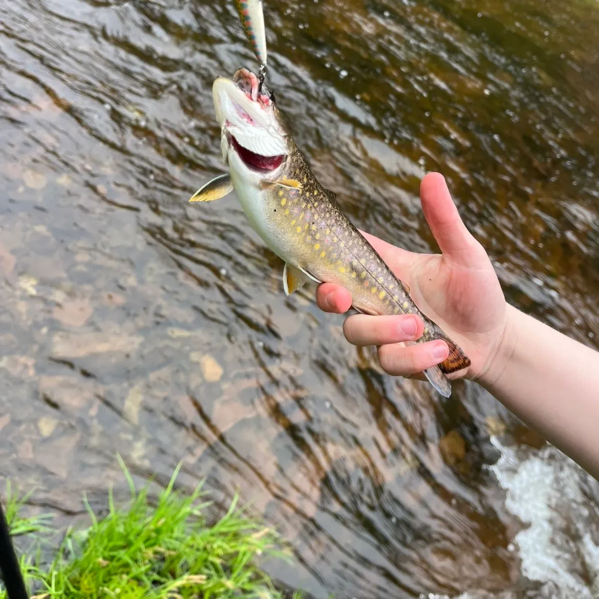 The most recent Brook trout catches on Fishbrain