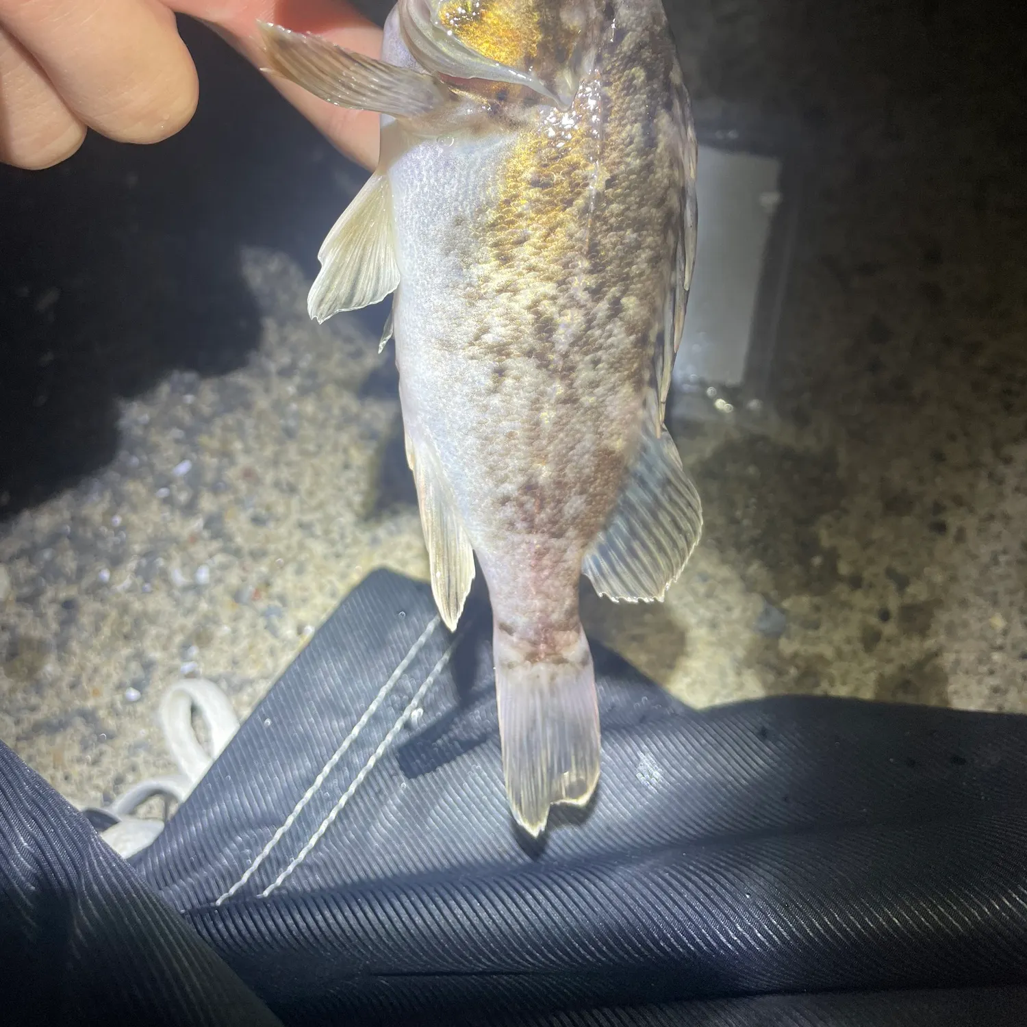 The most recent Japanese white seaperch catches on Fishbrain