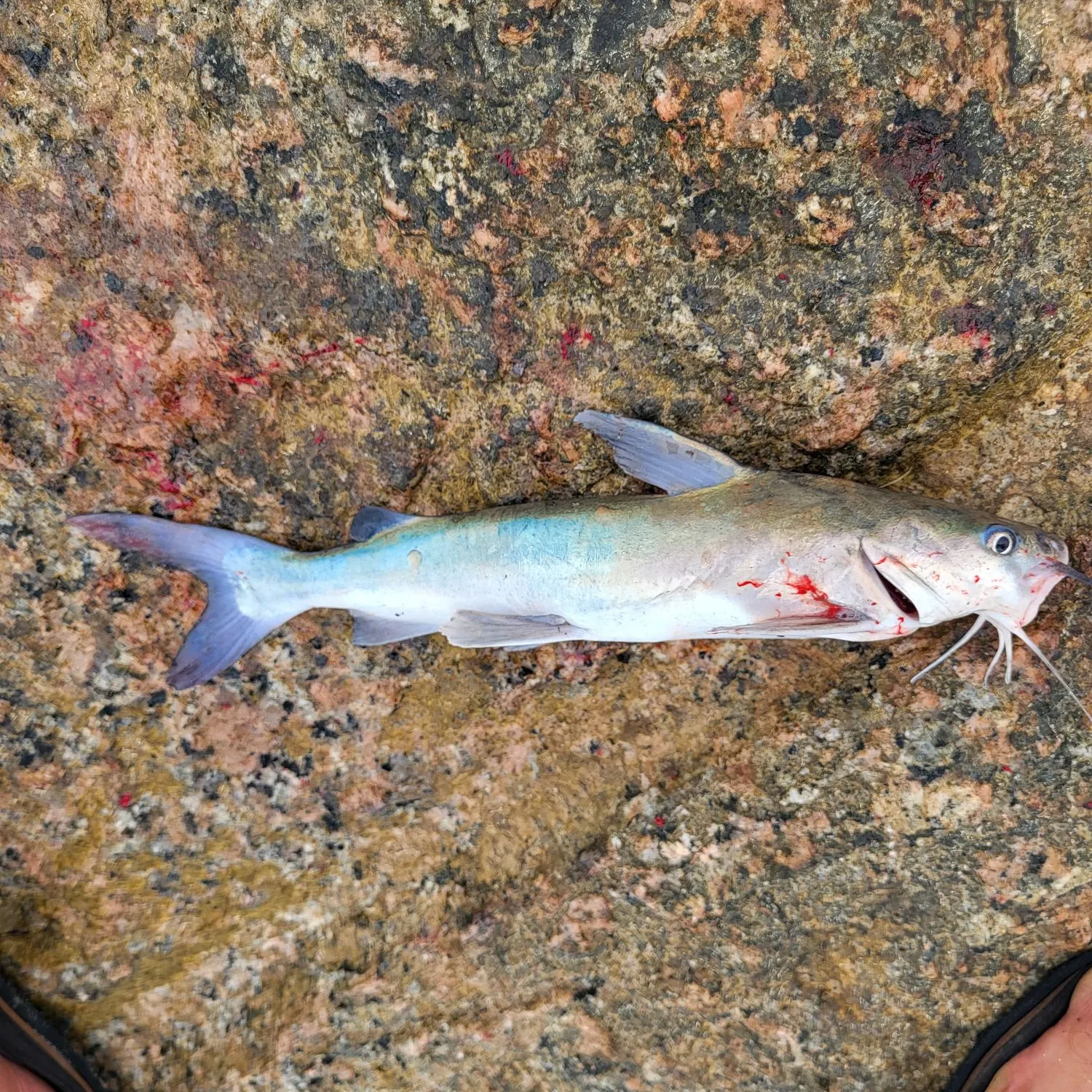 The most recent Gafftopsail sea catfish catches on Fishbrain