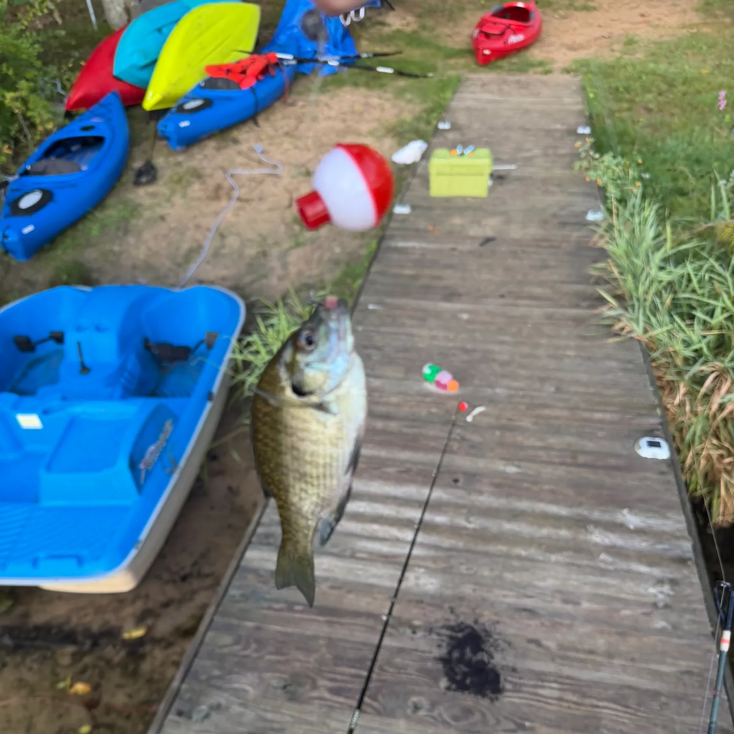Bluegill caught on Fishbrain
