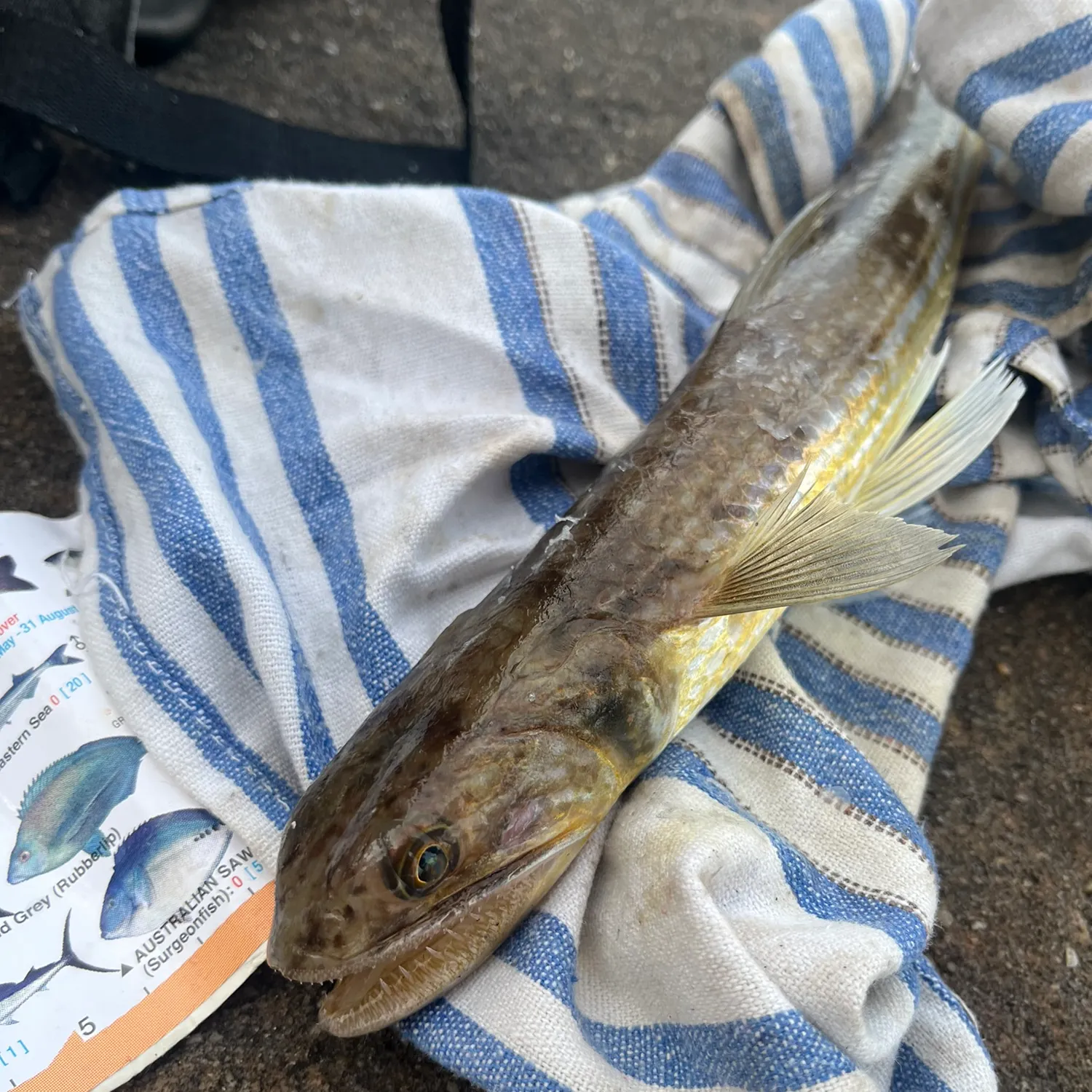 recently logged catches