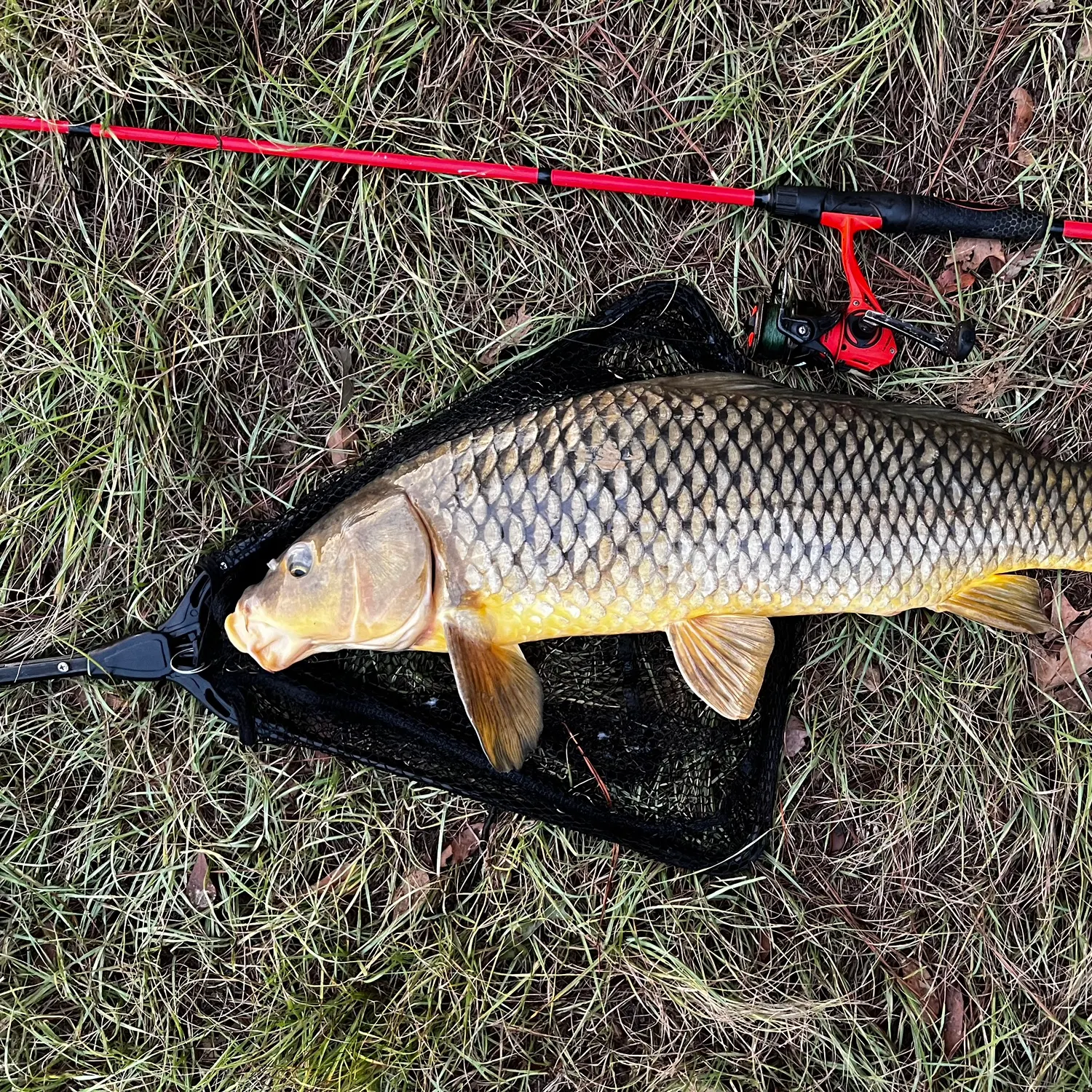 Common carp caught on Fishbrain