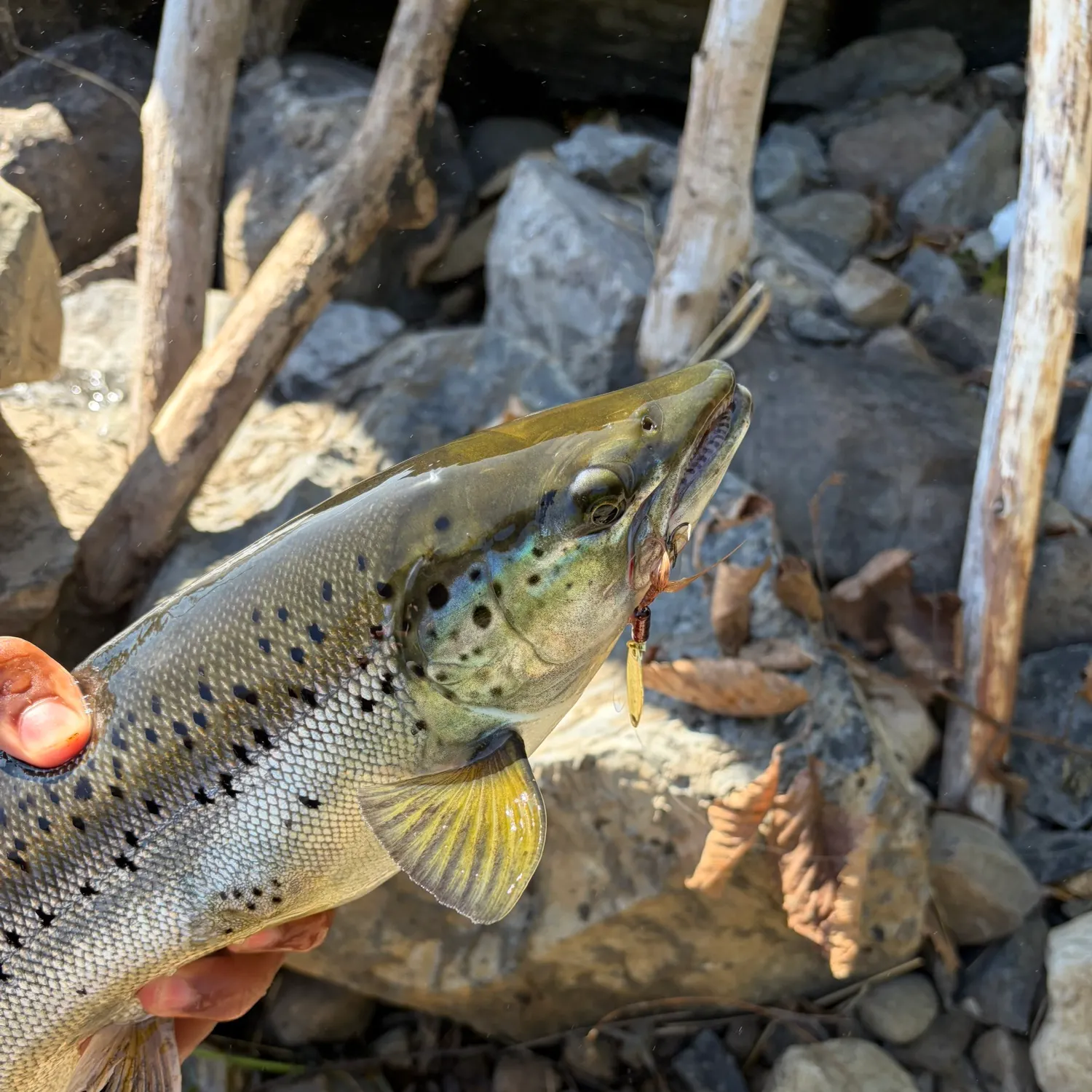 Landlocked atlantic salmon caught on Fishbrain