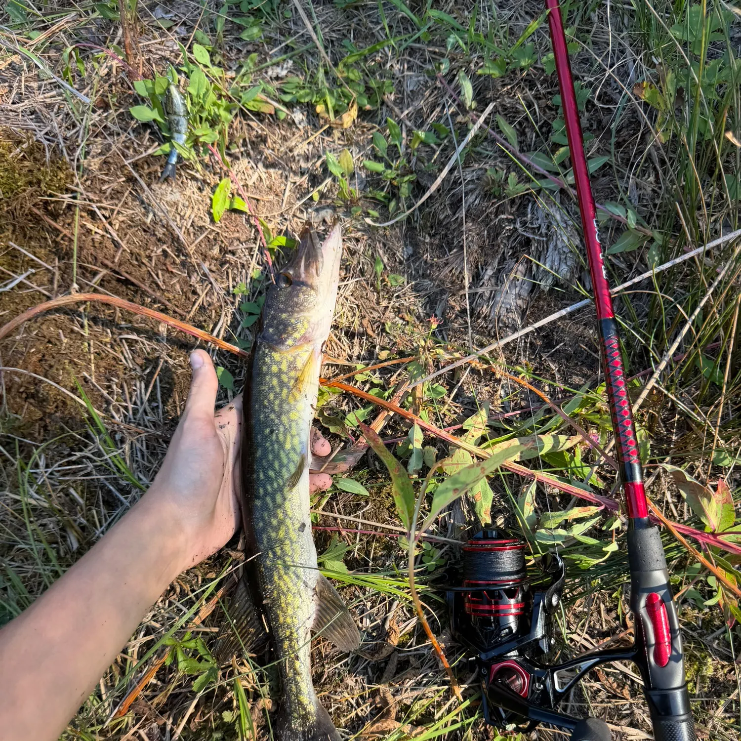 The most recent Chain pickerel catches on Fishbrain