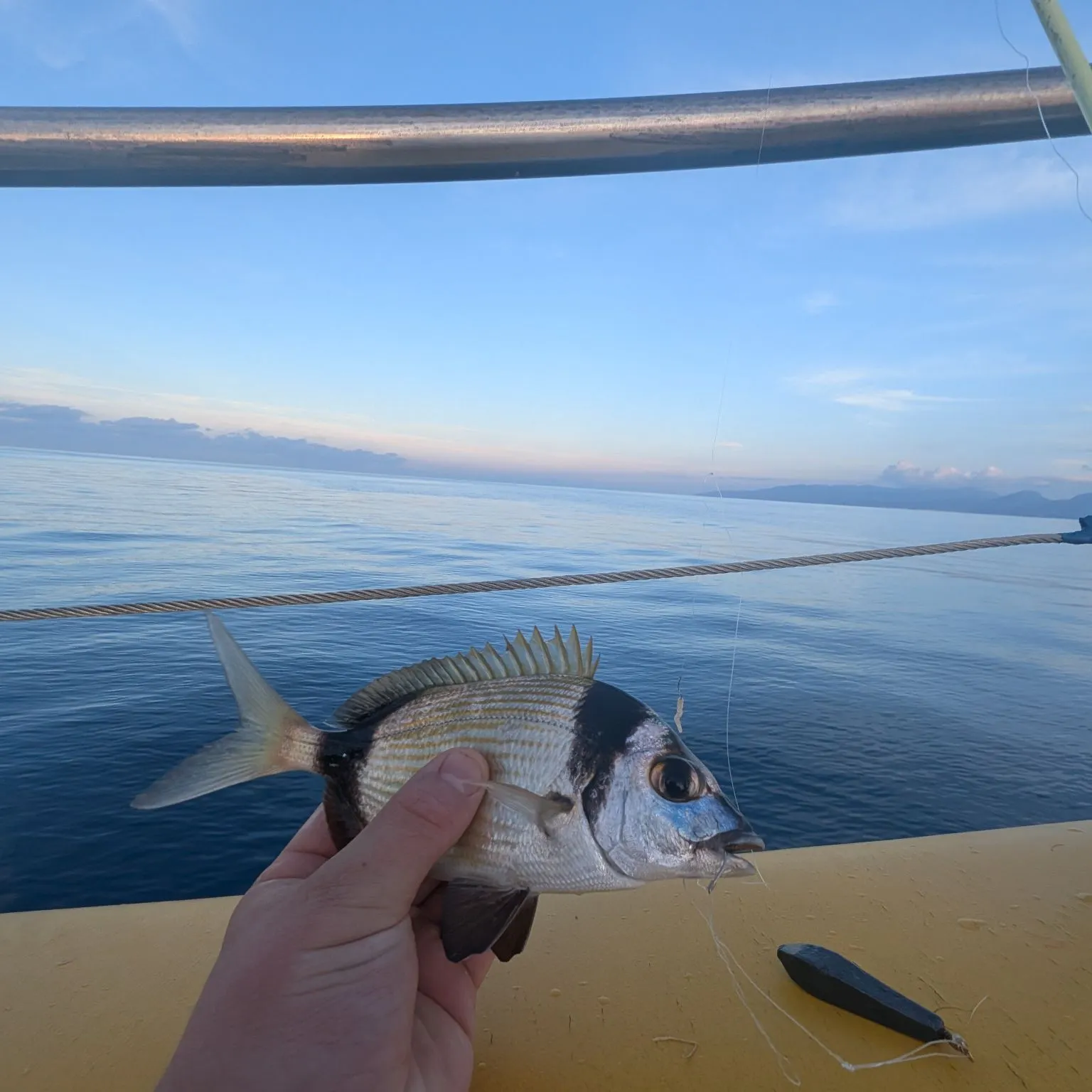 The most recent Common two-banded seabream catches on Fishbrain