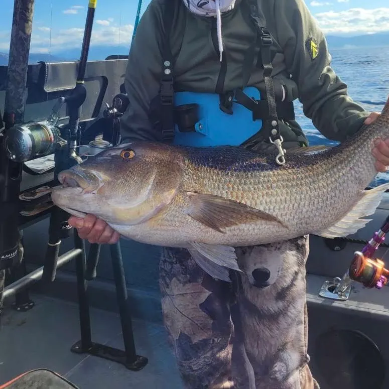 The most recent Common dentex catches on Fishbrain