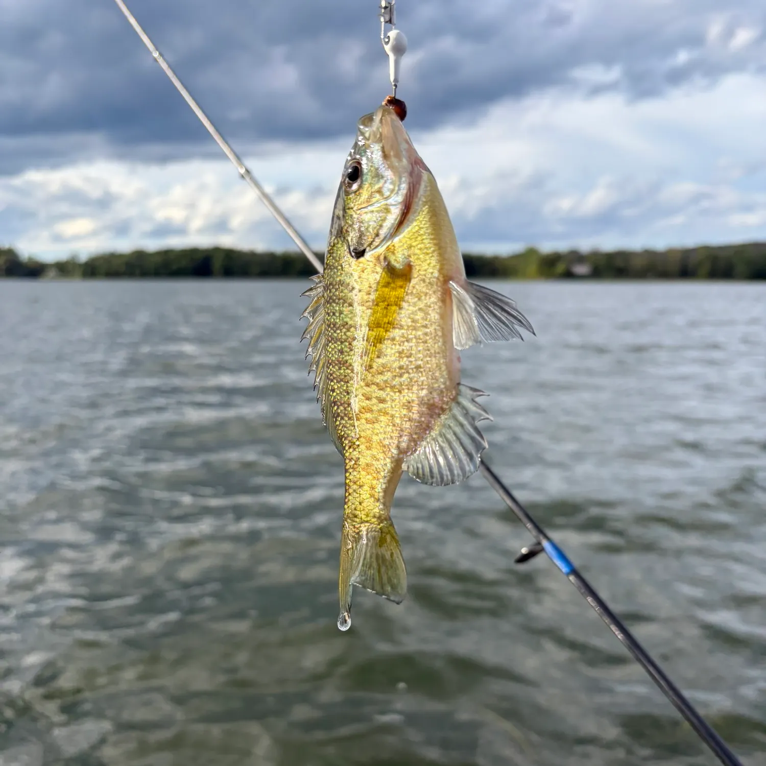 Bluegill caught on Fishbrain