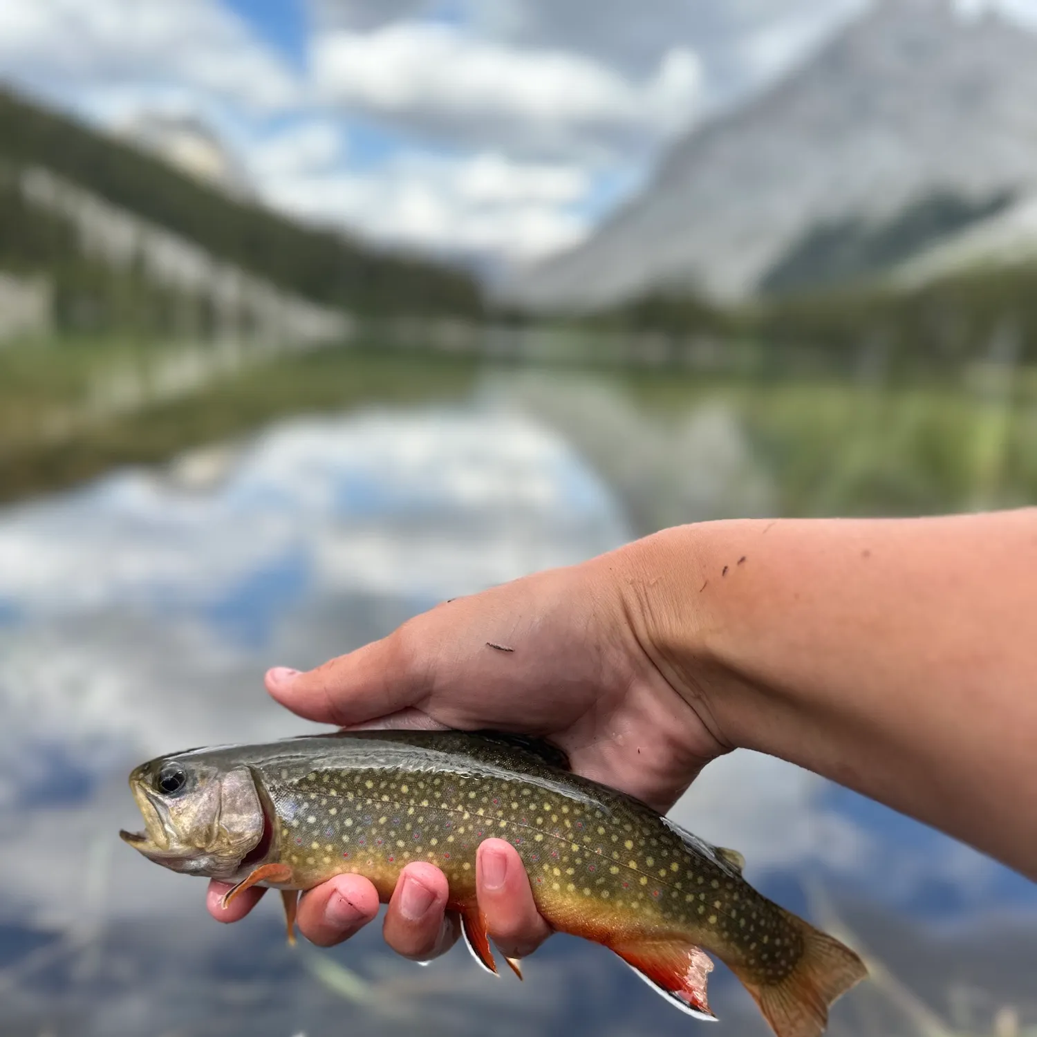 Brook trout caught on Fishbrain