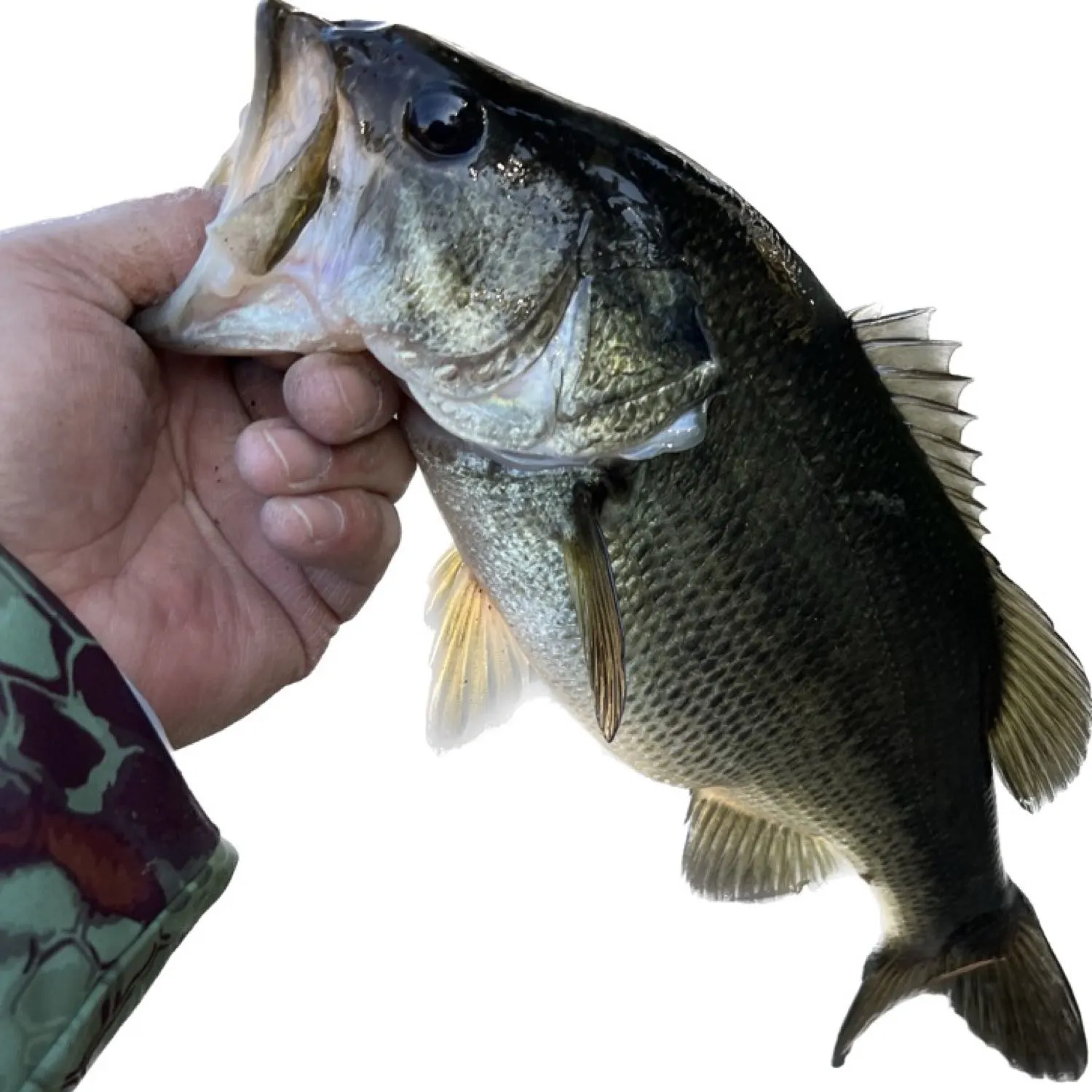 ᐅ Pechanga Creek fishing reports🎣• Temecula, CA (United States) fishing