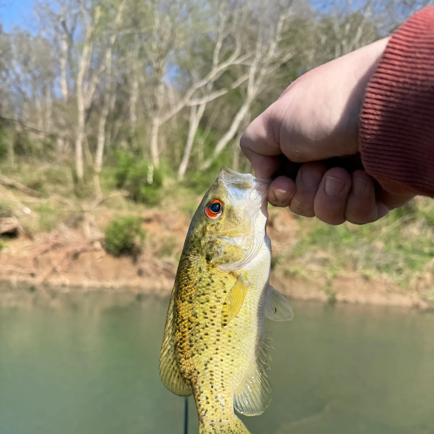 most liked catch image