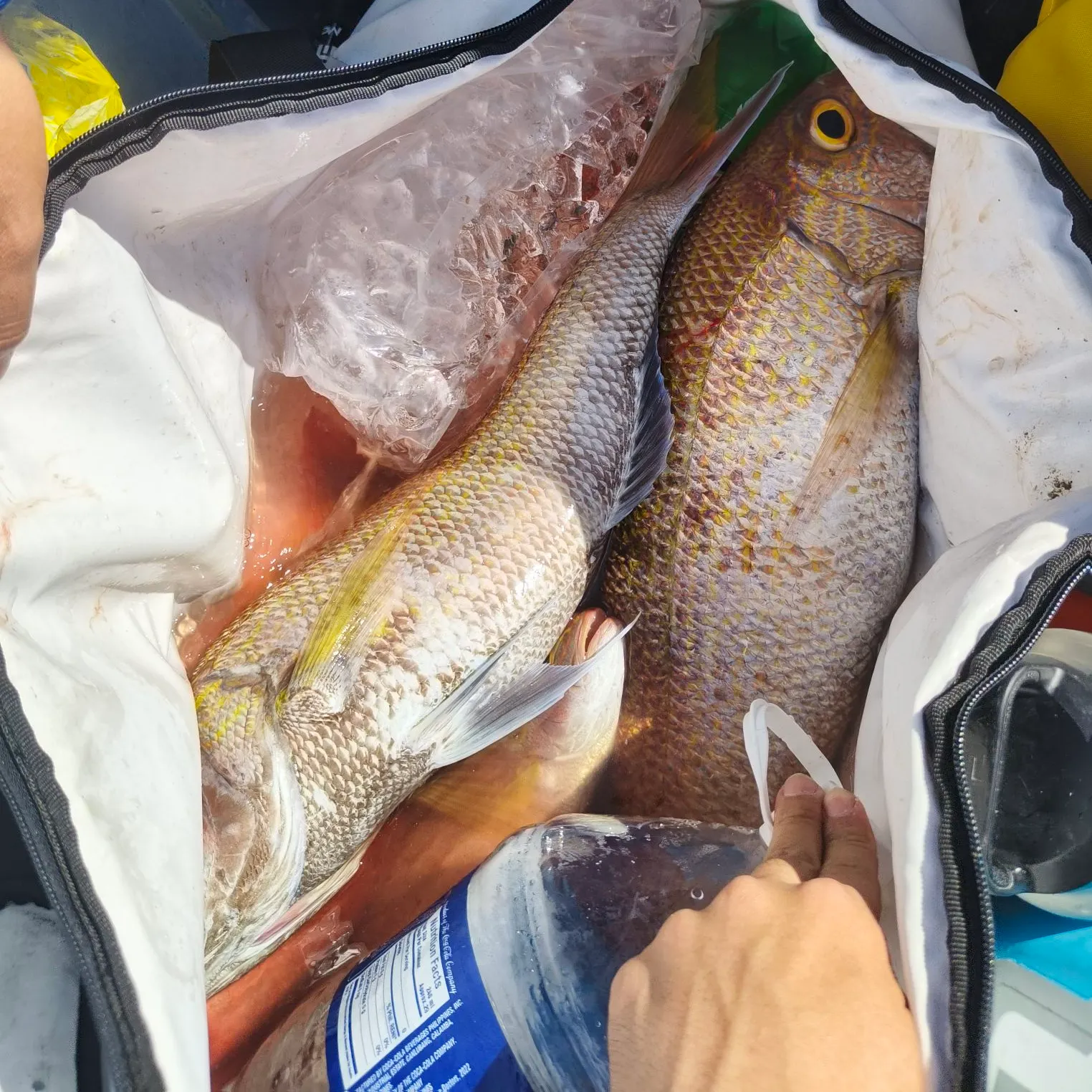 The most recent Small toothed jobfish catches on Fishbrain