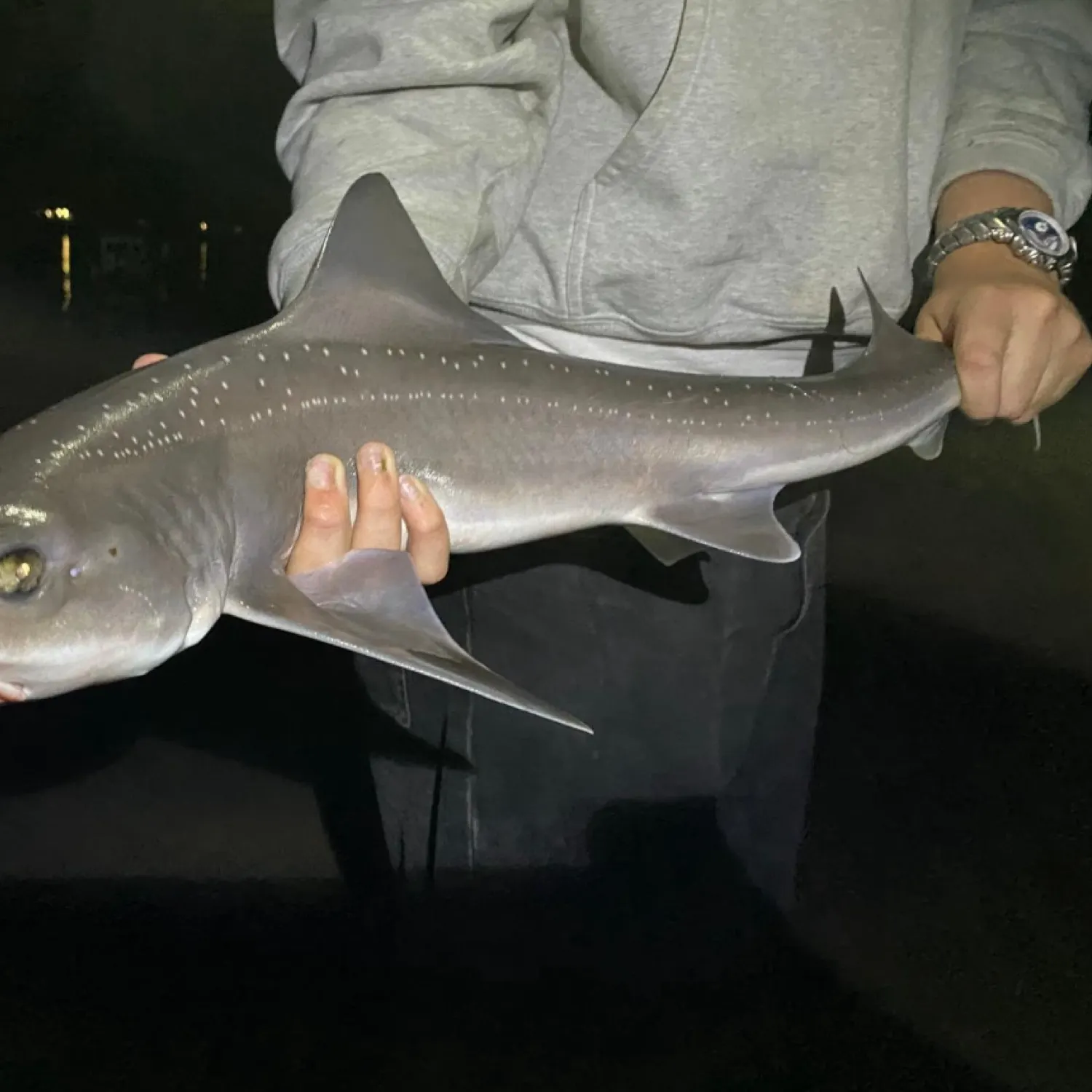 The most recent Starry smooth-hound catches on Fishbrain