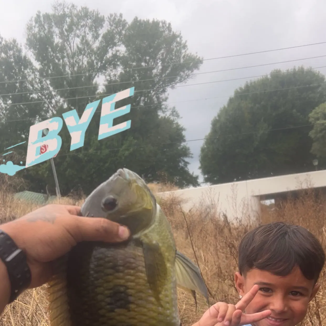 Spotted tilapia caught on Fishbrain