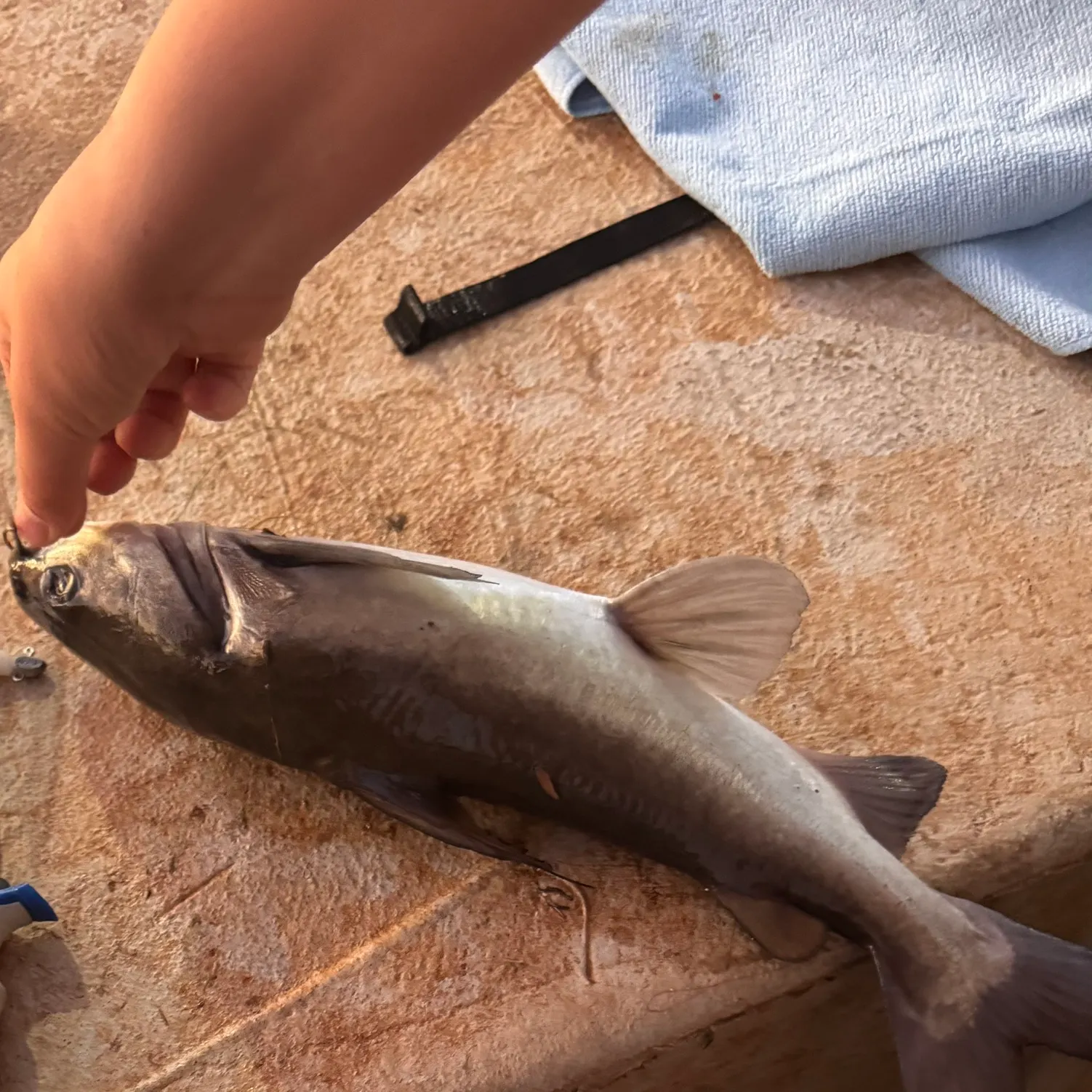 The most recent Silver tandan catches on Fishbrain