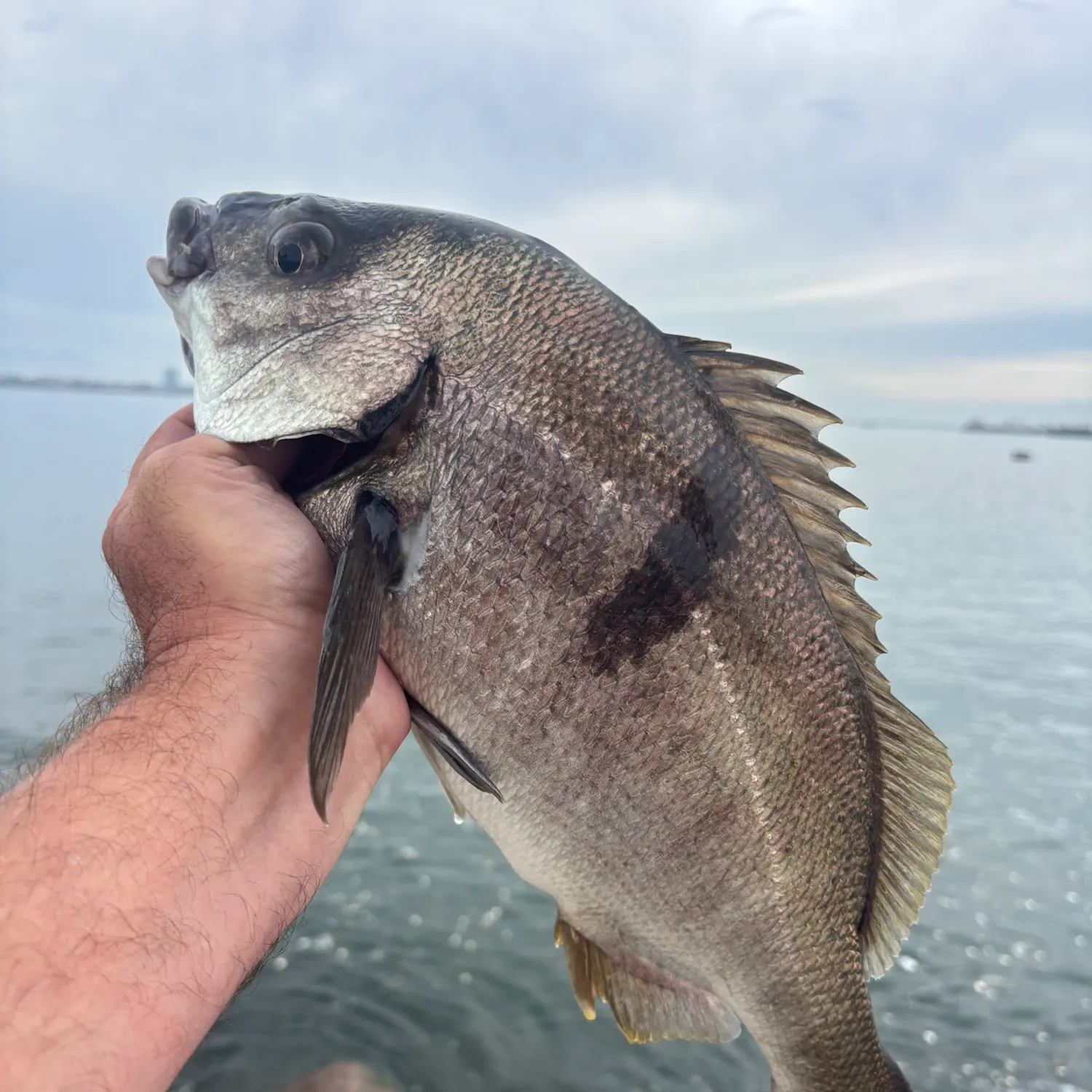 The most recent Sargo catches on Fishbrain