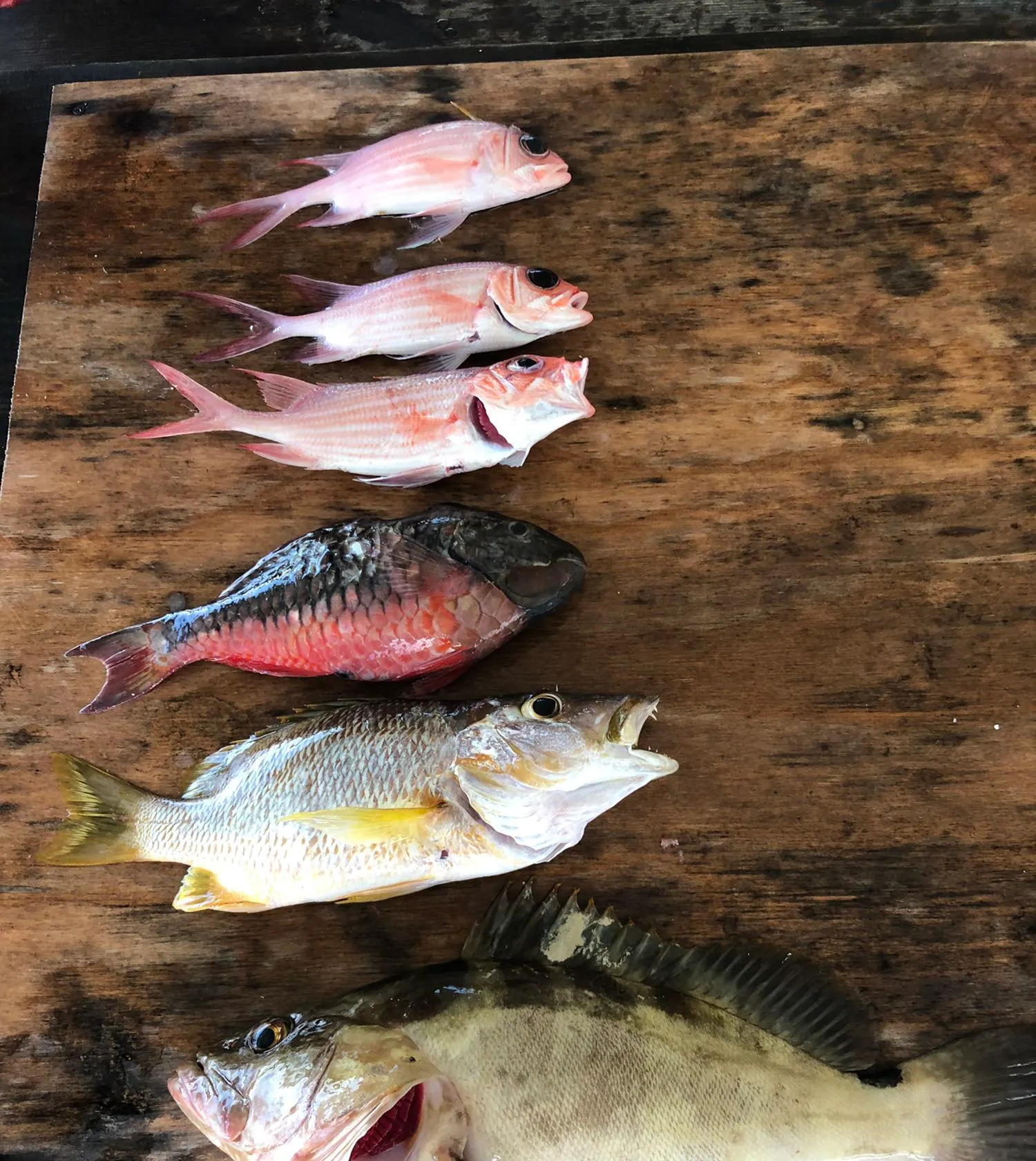 recently logged catches