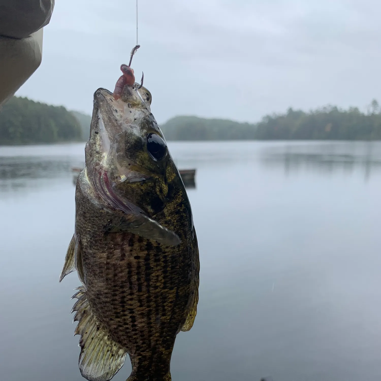 Rock bass caught on Fishbrain