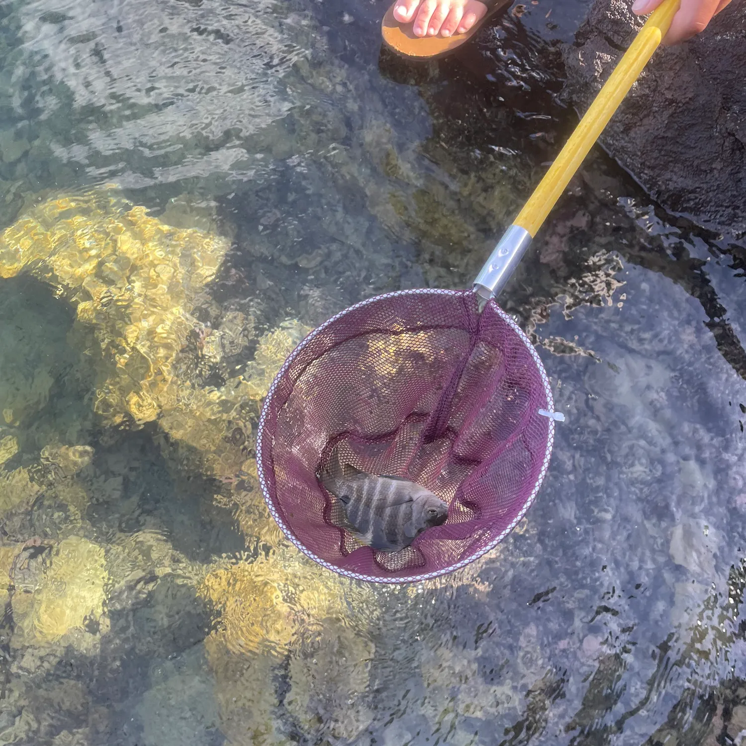 The most recent Blackspot sergeant catches on Fishbrain