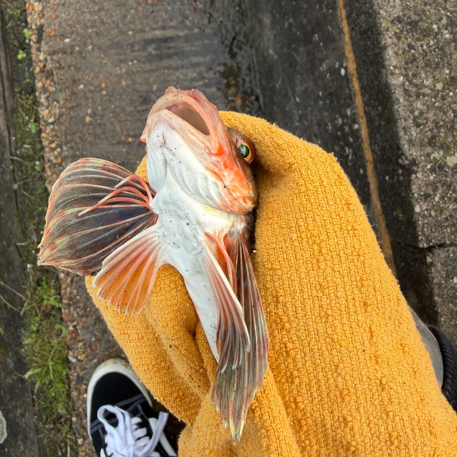 Tub gurnard caught on Fishbrain