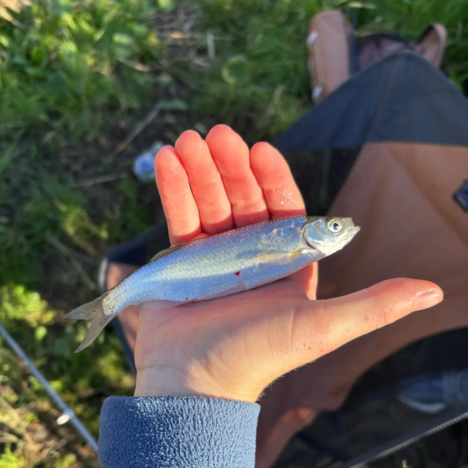 The most recent Allis shad catches on Fishbrain