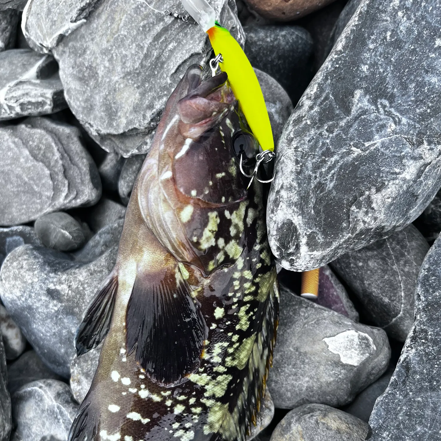 The most recent Dusky grouper catches on Fishbrain