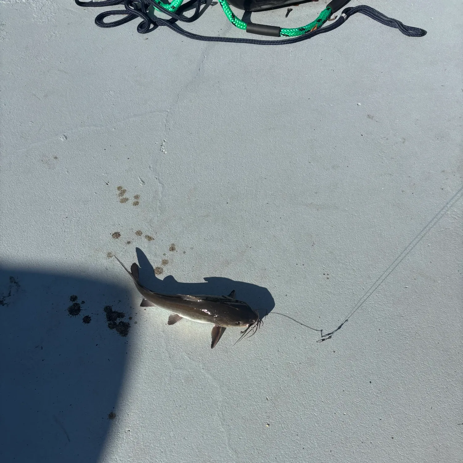 The most recent Black bullhead catches on Fishbrain