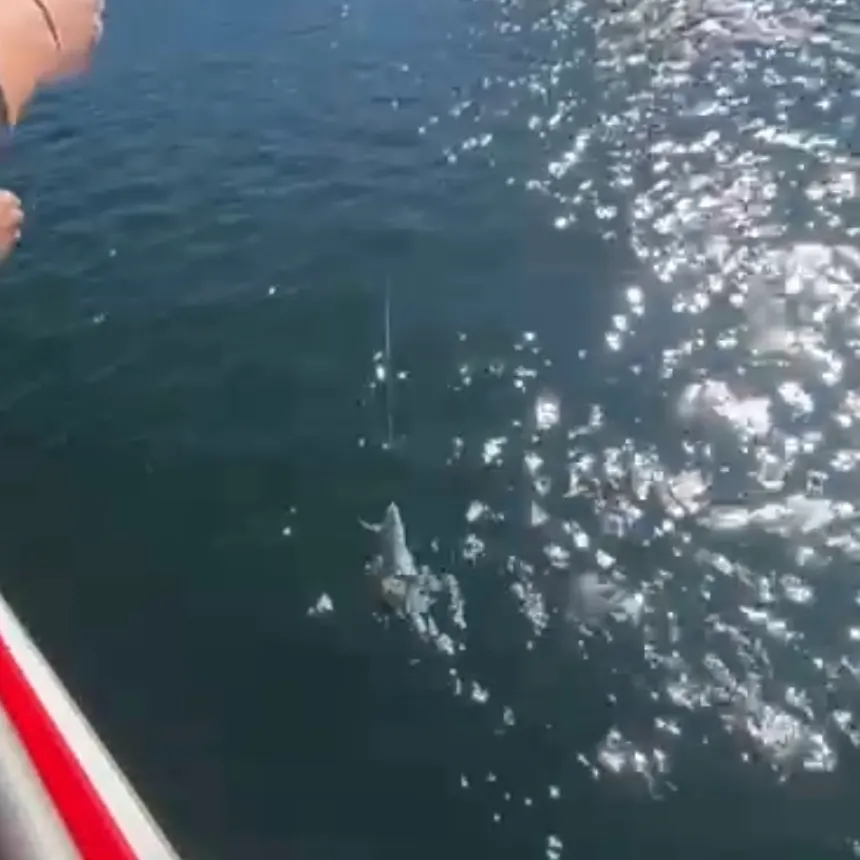 Surf bream caught on Fishbrain