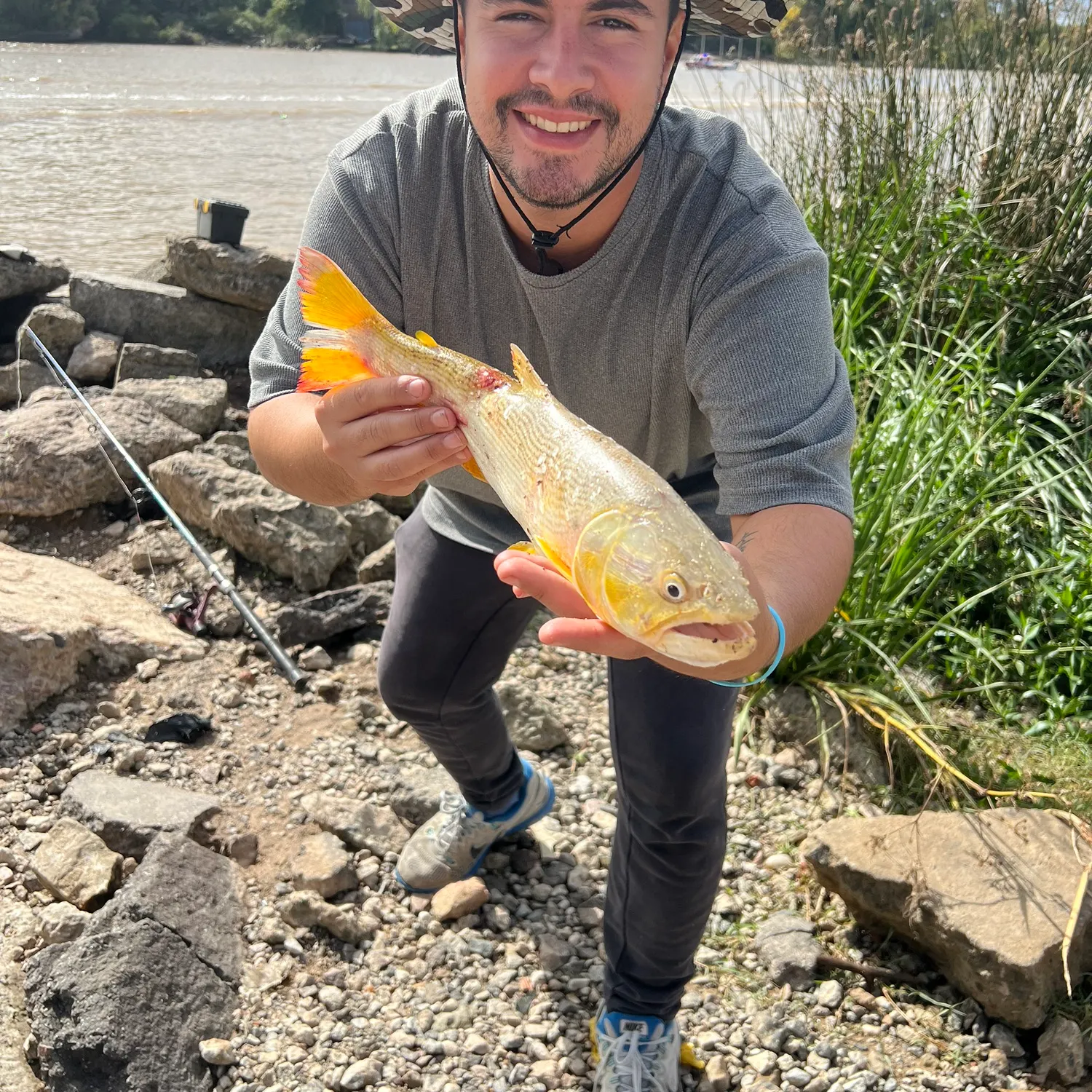 The most recent Golden dorado catches on Fishbrain