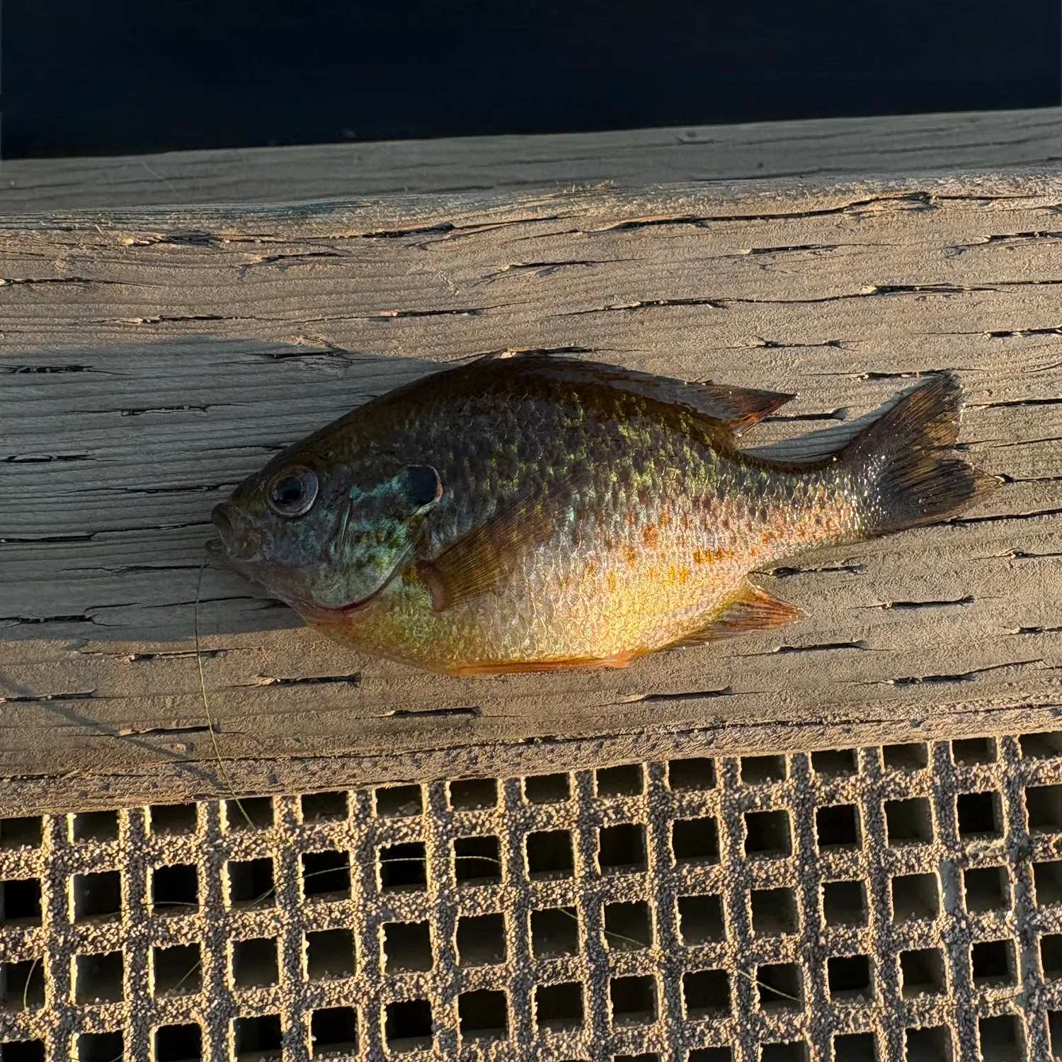 catch
