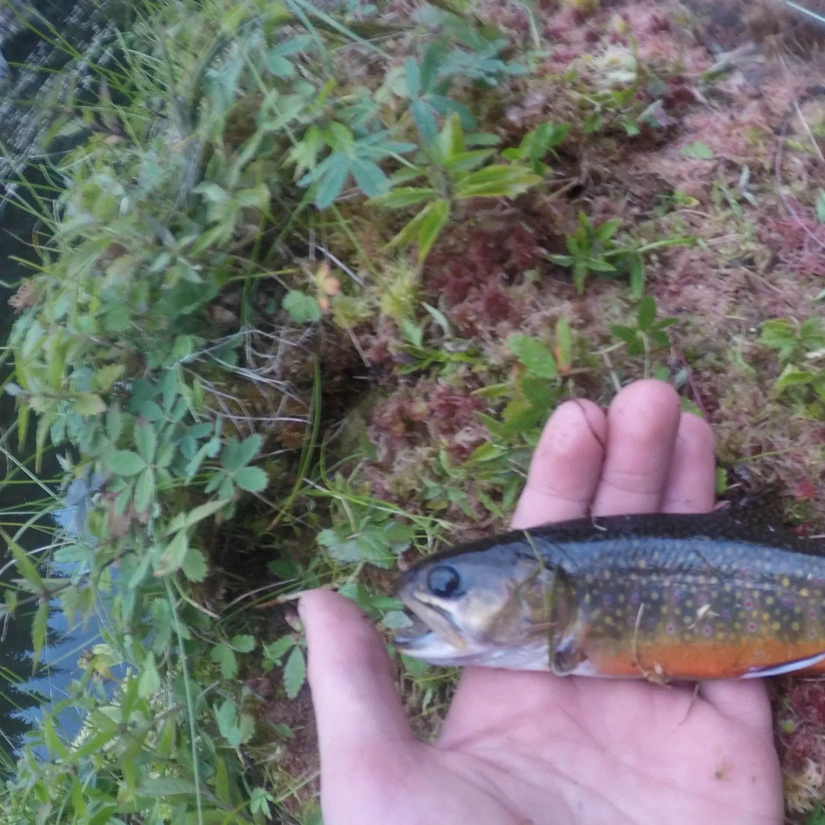 Brook trout caught on Fishbrain