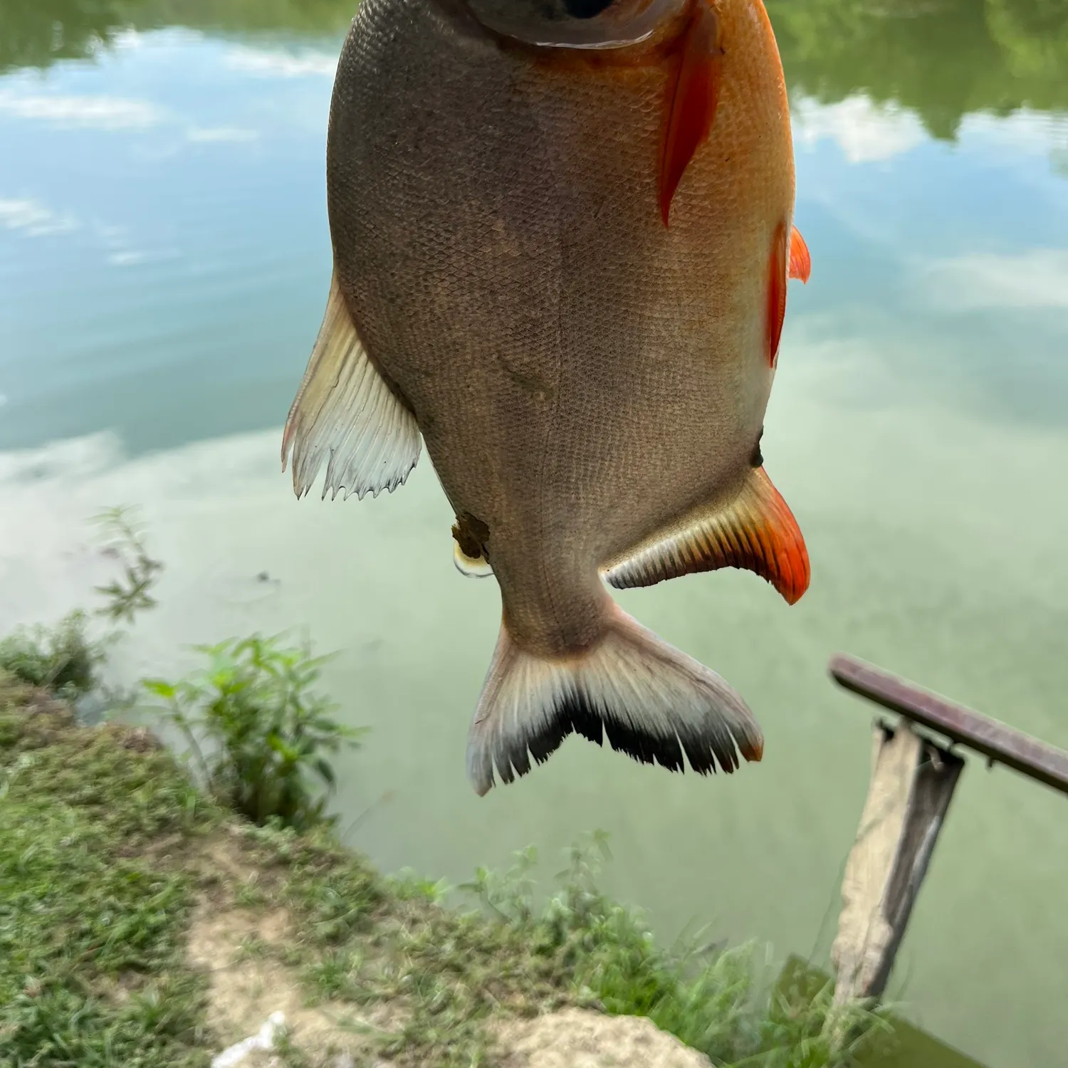 The most recent Black pacu catches on Fishbrain